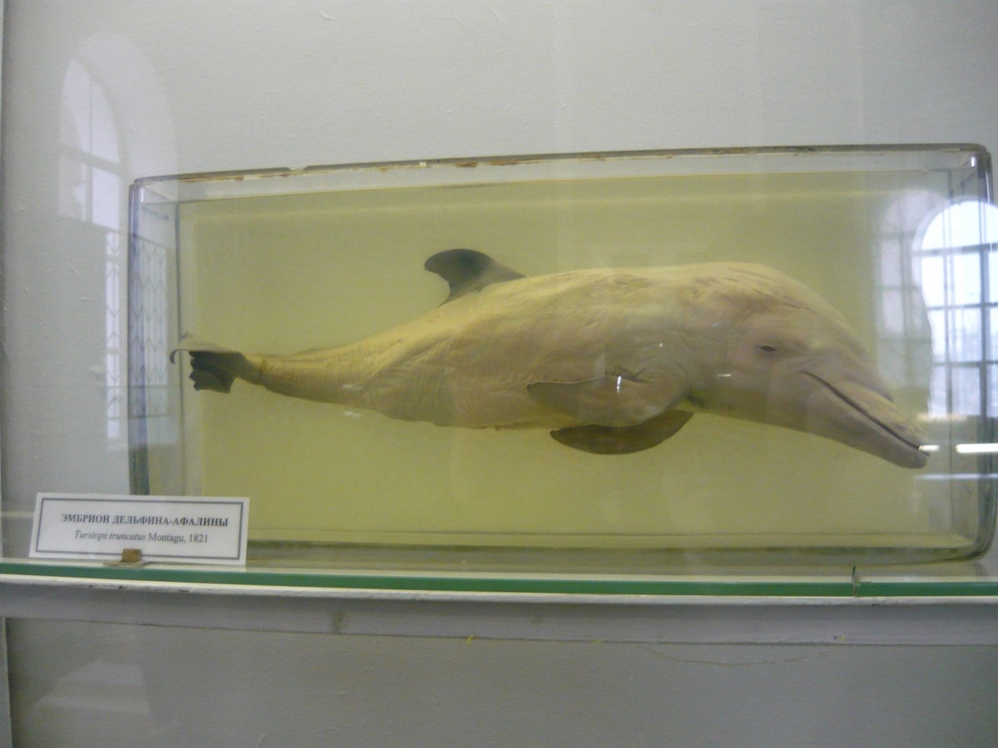 Dolphin foetus