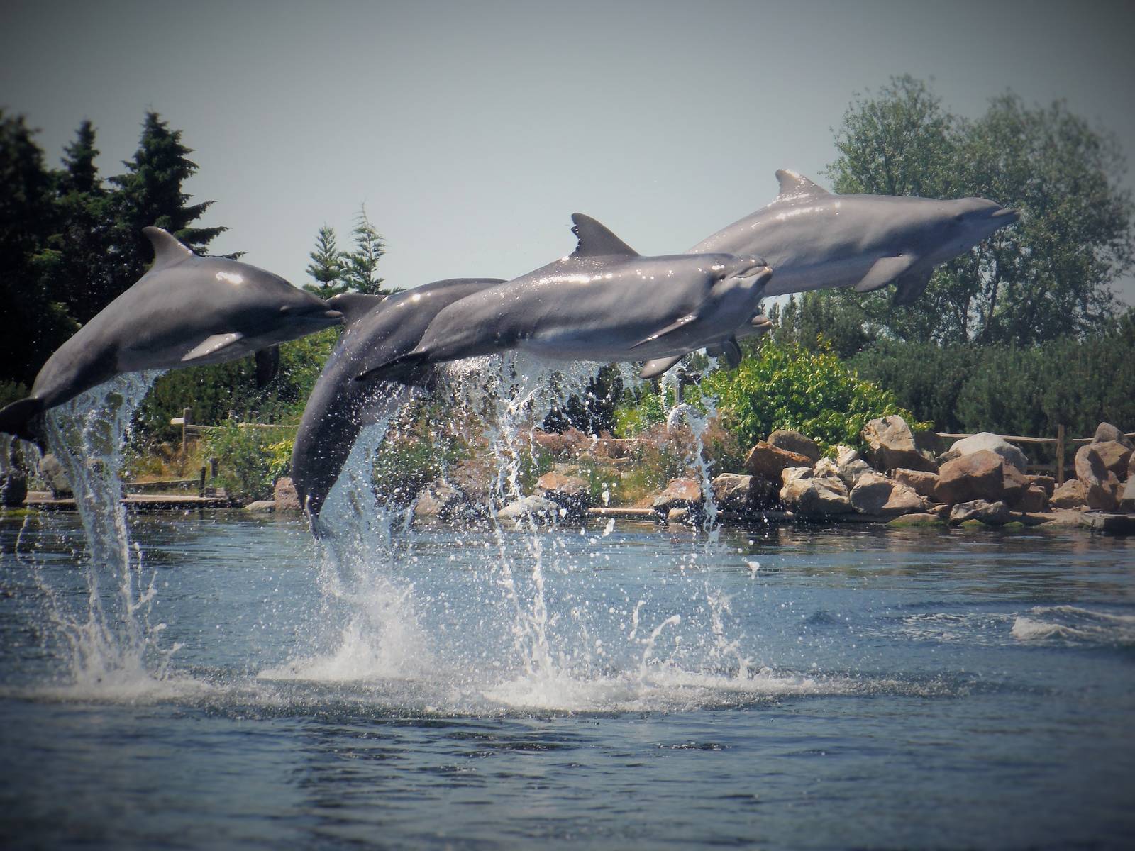 Dolphin Group Jump
