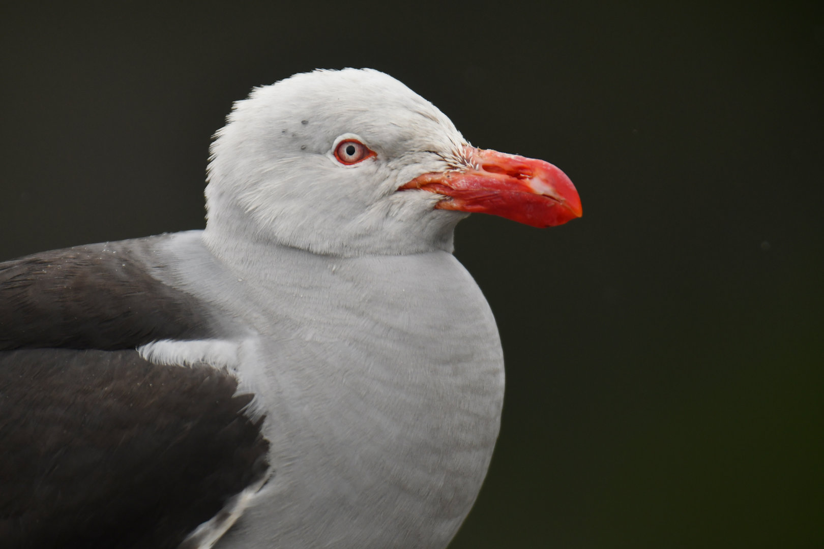 Dolphin Gull Leucophaeus scoresbii