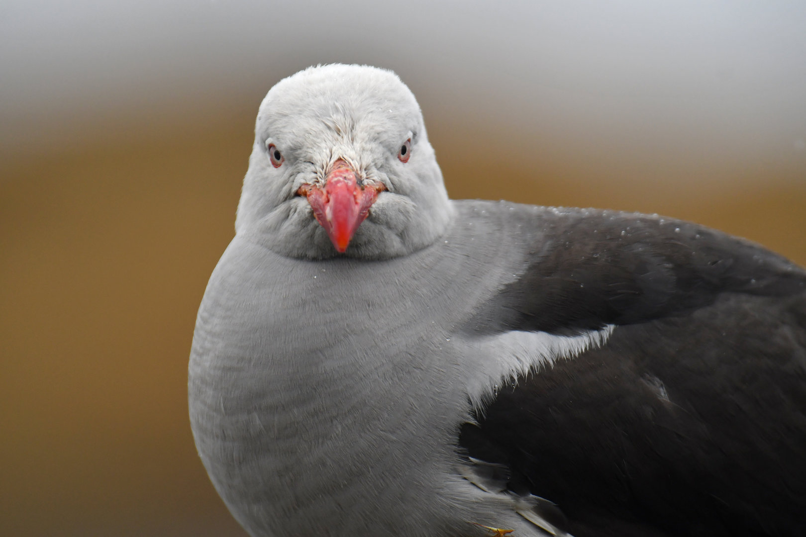 Dolphin Gull Leucophaeus scoresbii