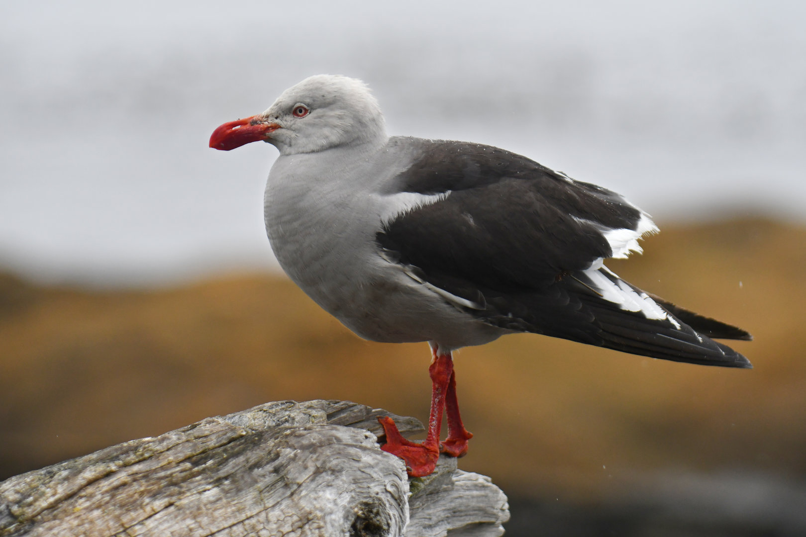 Dolphin Gull Leucophaeus scoresbii