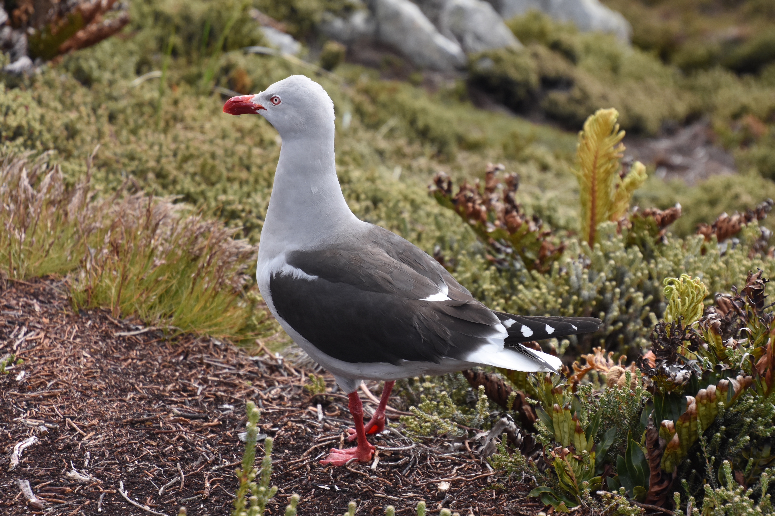 Dolphin gull