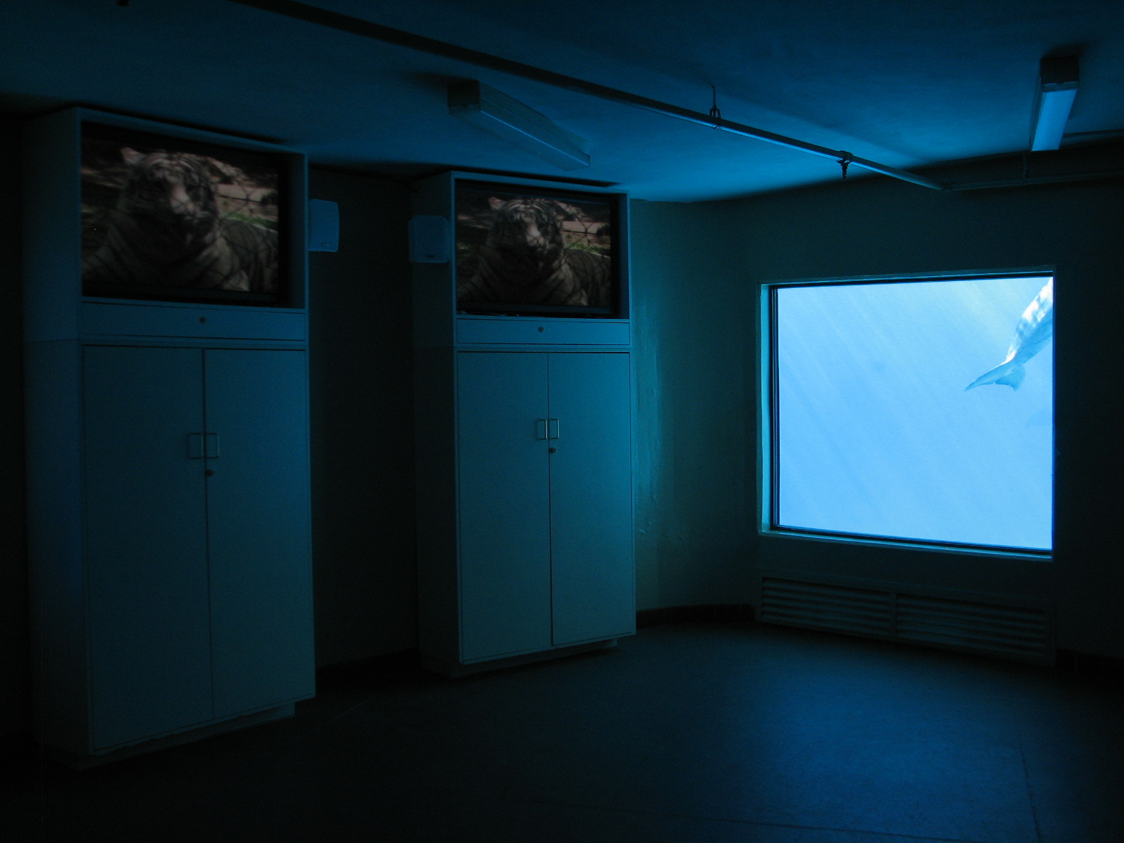 Dolphin Habitat - Central Pool Underwater Viewing