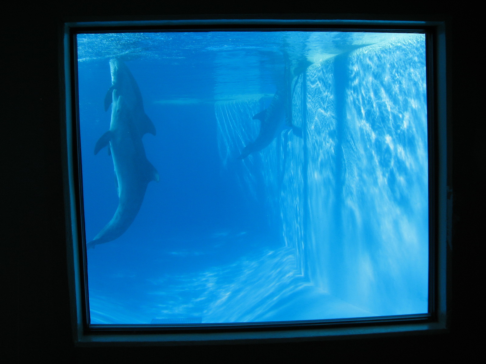 Dolphin Habitat - Central Pool Underwater Viewing