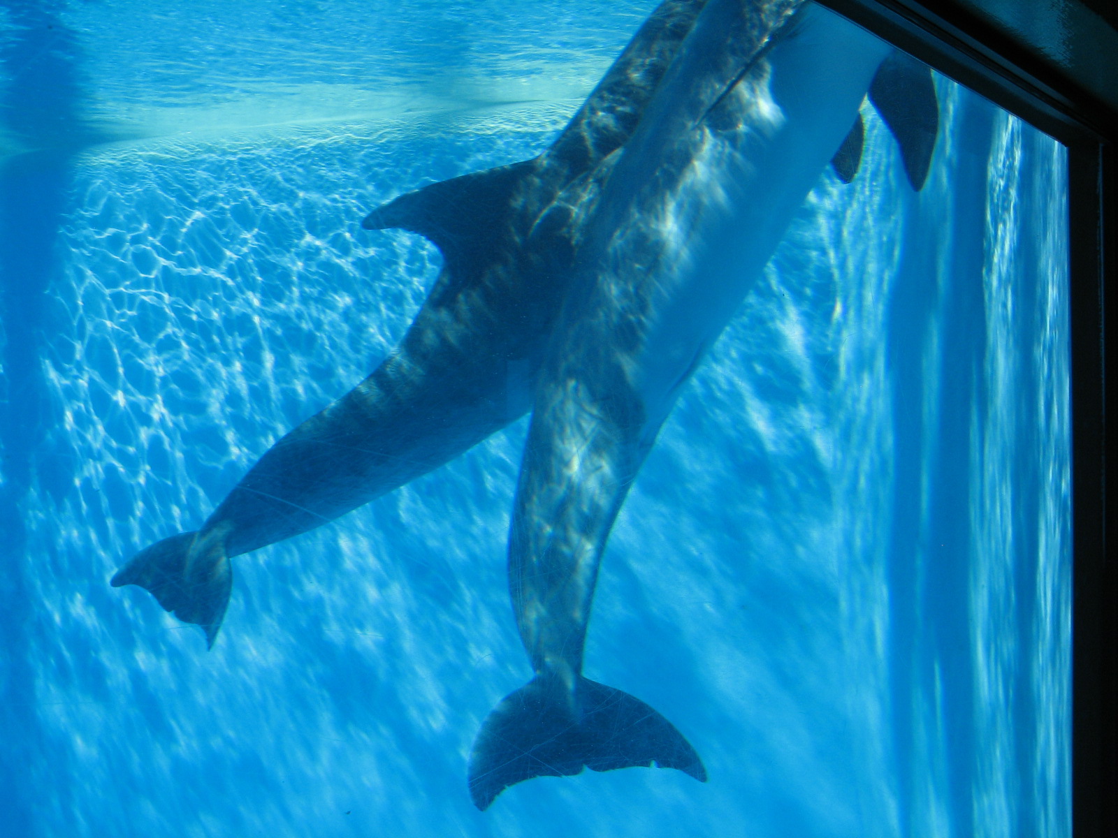 Dolphin Habitat - Central Pool Underwater Viewing
