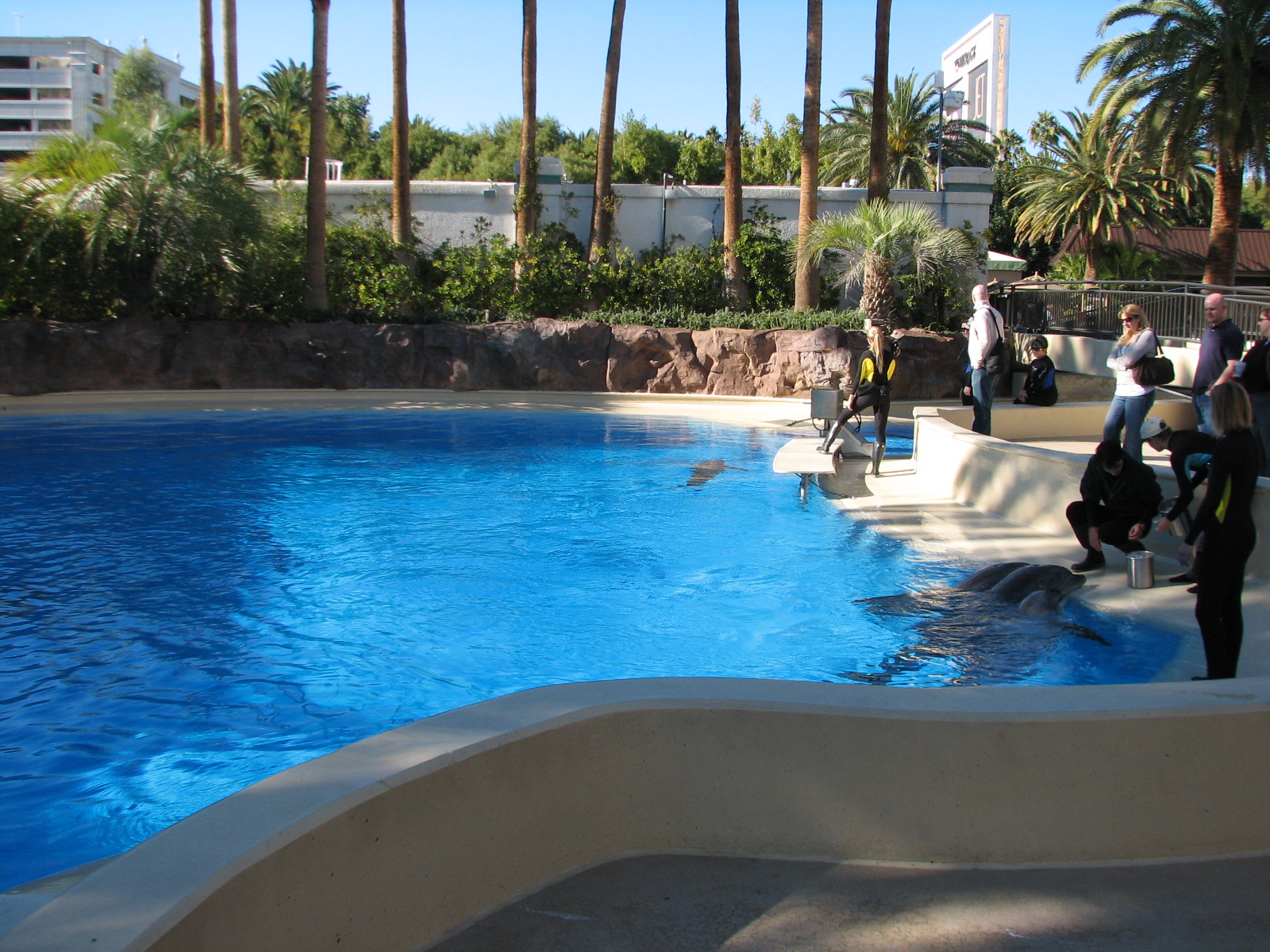 Dolphin Habitat - Central Pool