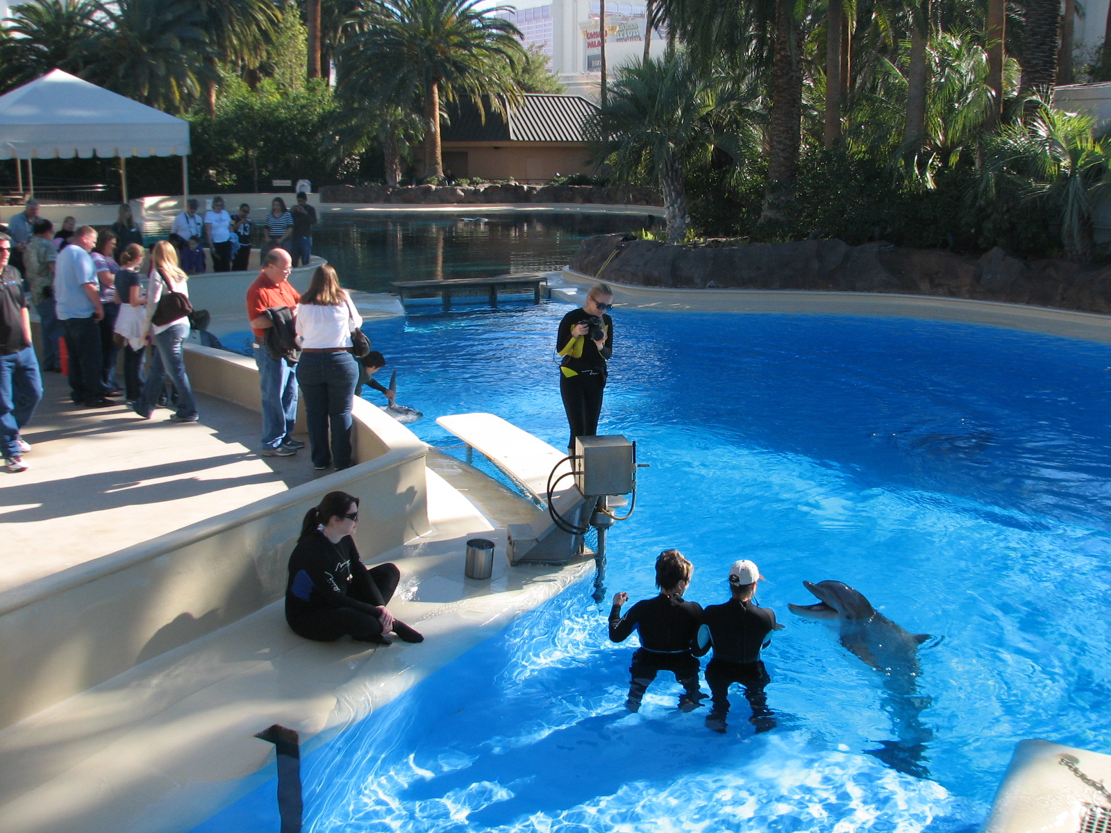 Dolphin Habitat - Central Pool