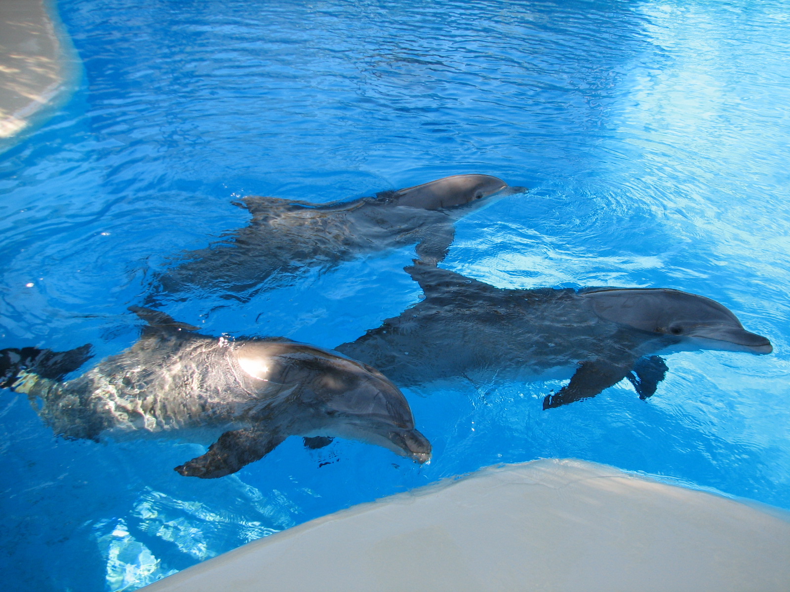 Dolphin Habitat - Central Pool