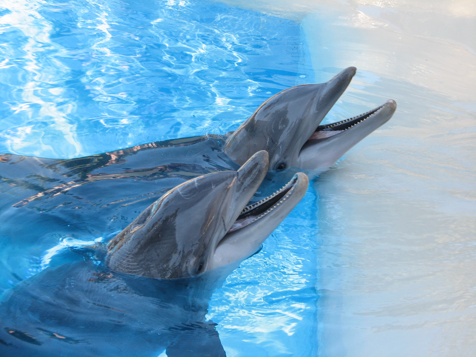 Dolphin Habitat - Central Pool