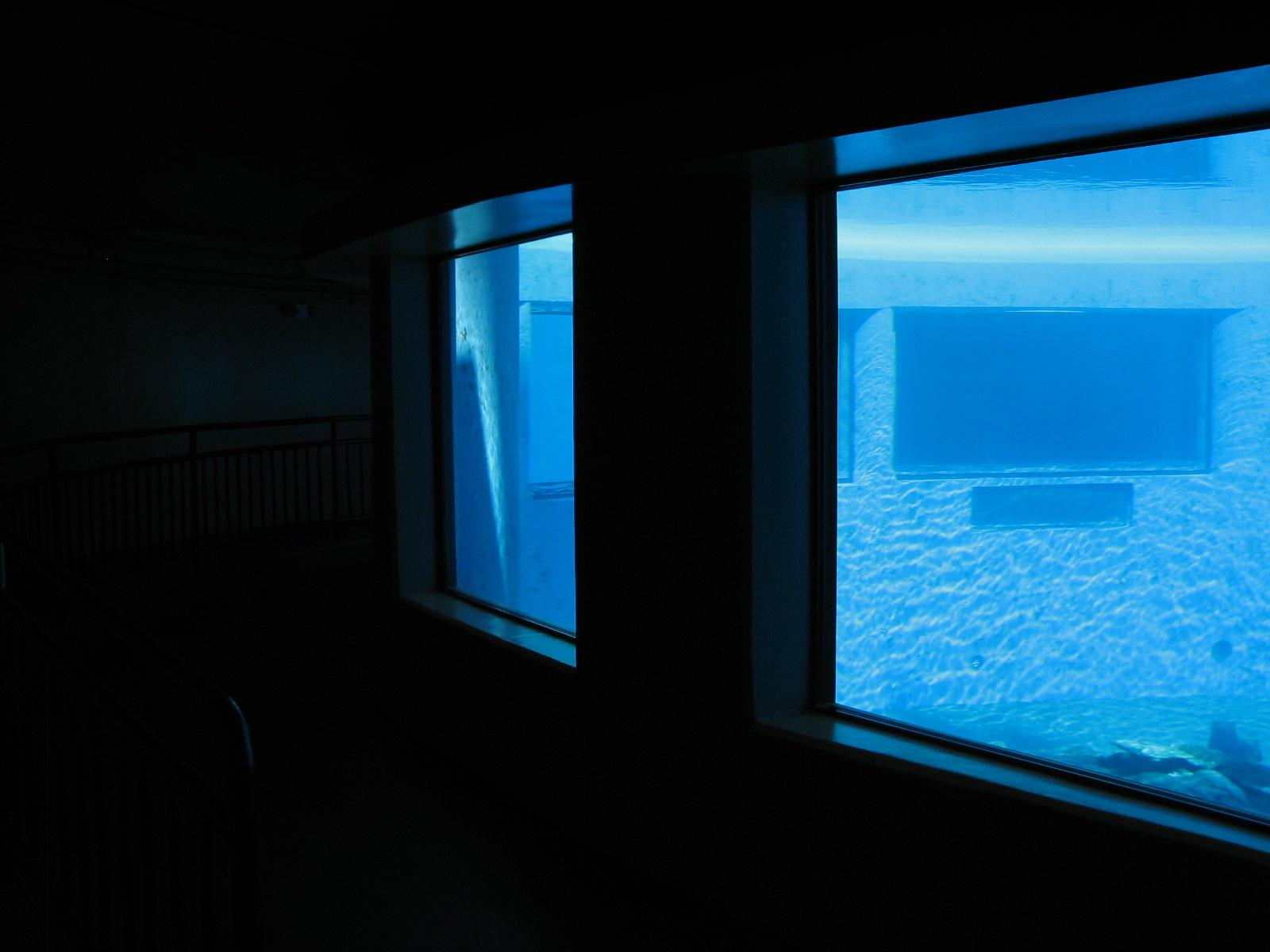 Dolphin Habitat - Main Pool Underwater Viewing