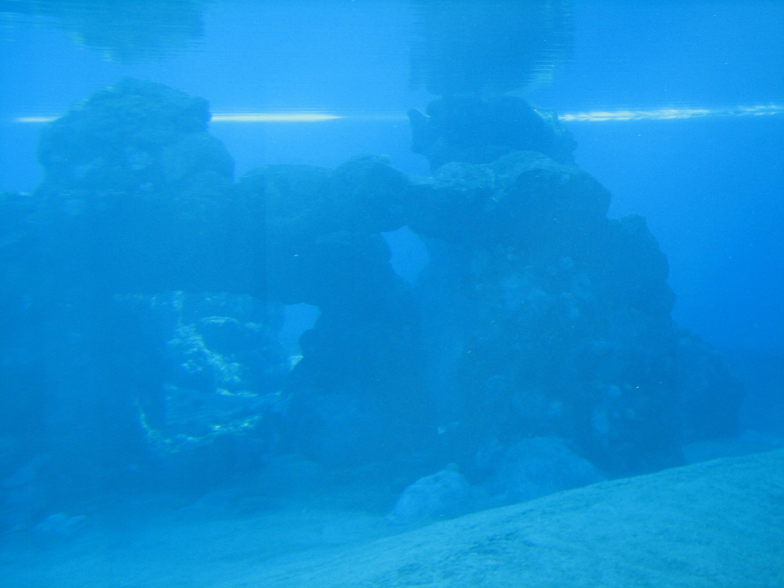 Dolphin Habitat - Main Pool Underwater Viewing