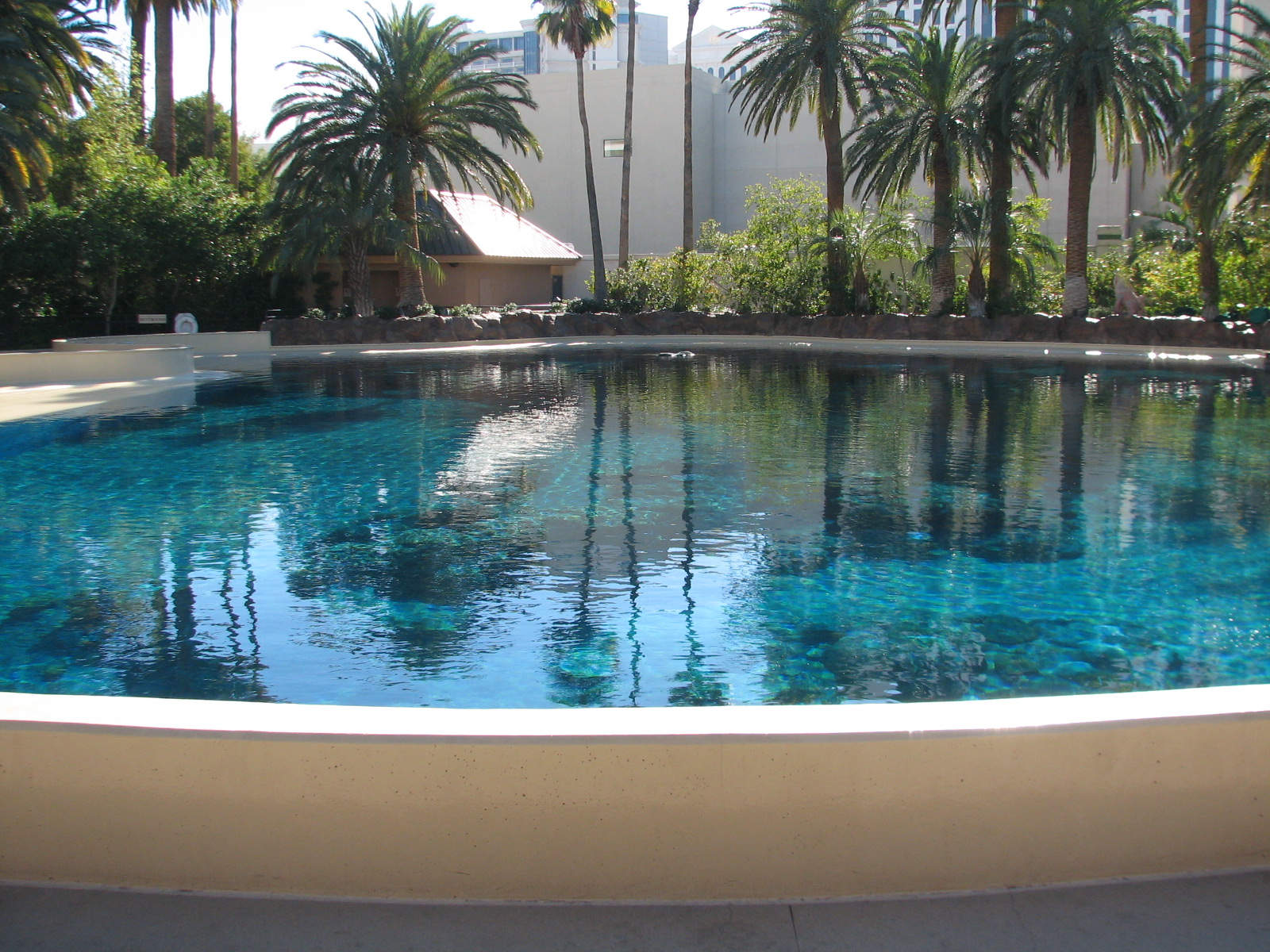Dolphin Habitat - Main Pool