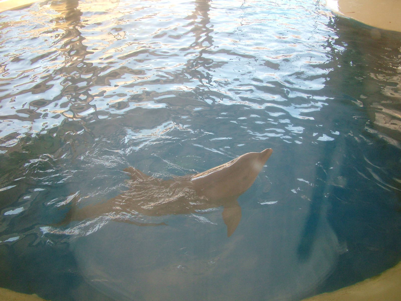 Dolphin Holding Pool at Madrid Zoo Aquarium, 26/05/11