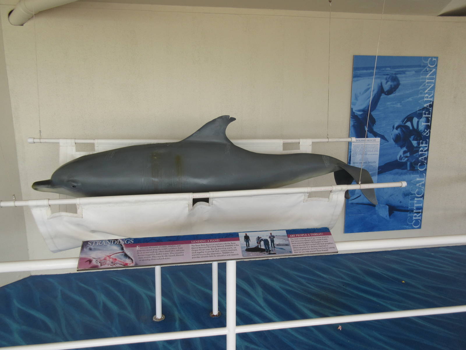 Dolphin Hospital Interpretative Station