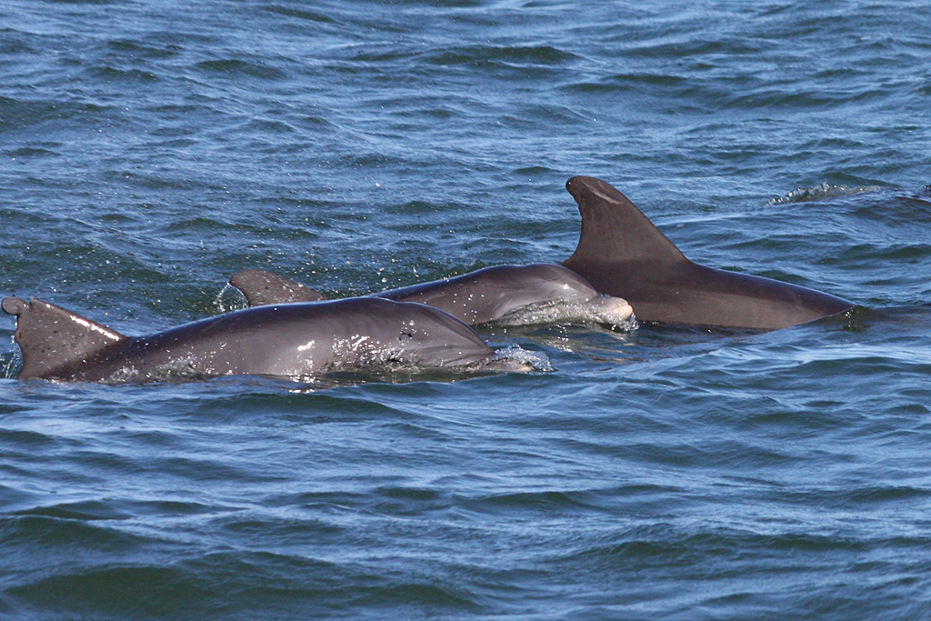 Dolphin in Boca Ciega Bay, Fl.