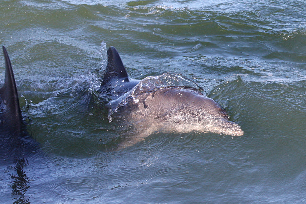 Dolphin in Boca Ciega Bay, Fl.