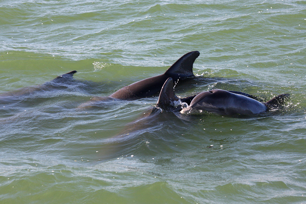 Dolphin in Boca Ciega Bay, Fl.