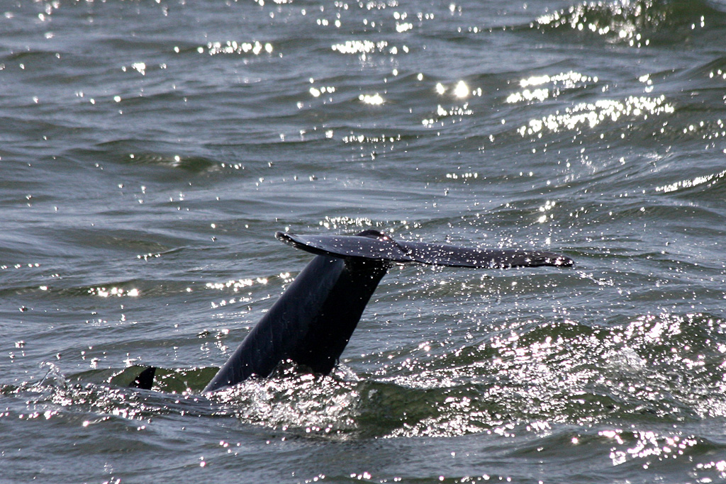 Dolphin in Boca Ciega Bay, Fl.