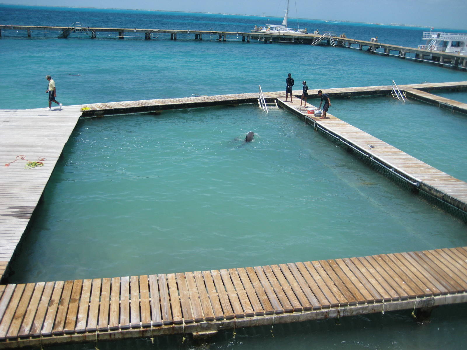 Dolphin in holding pen