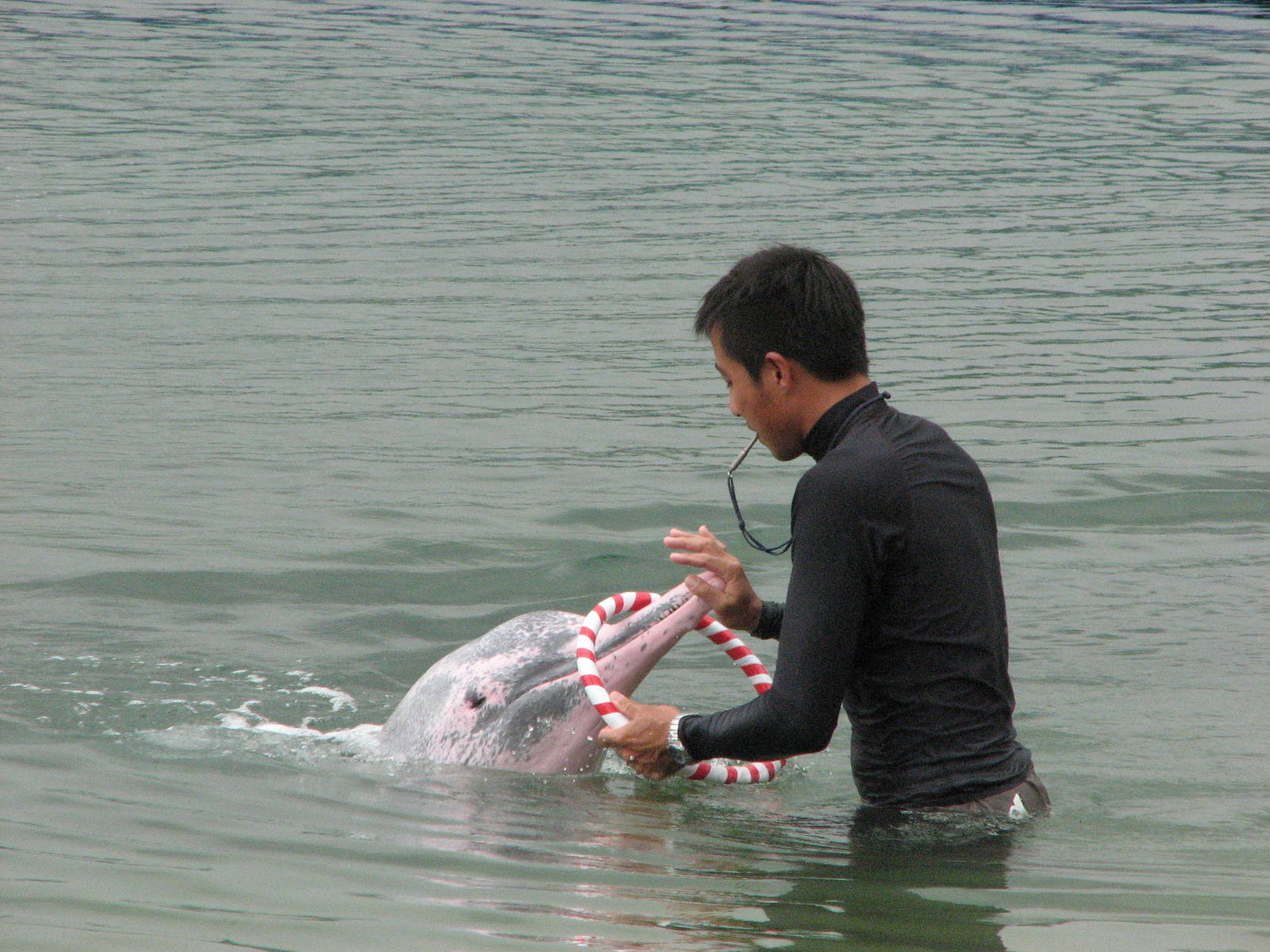 Dolphin Lagoon 2008 - Indo-Chinese Humpback Dolphin brings his trainer a ri