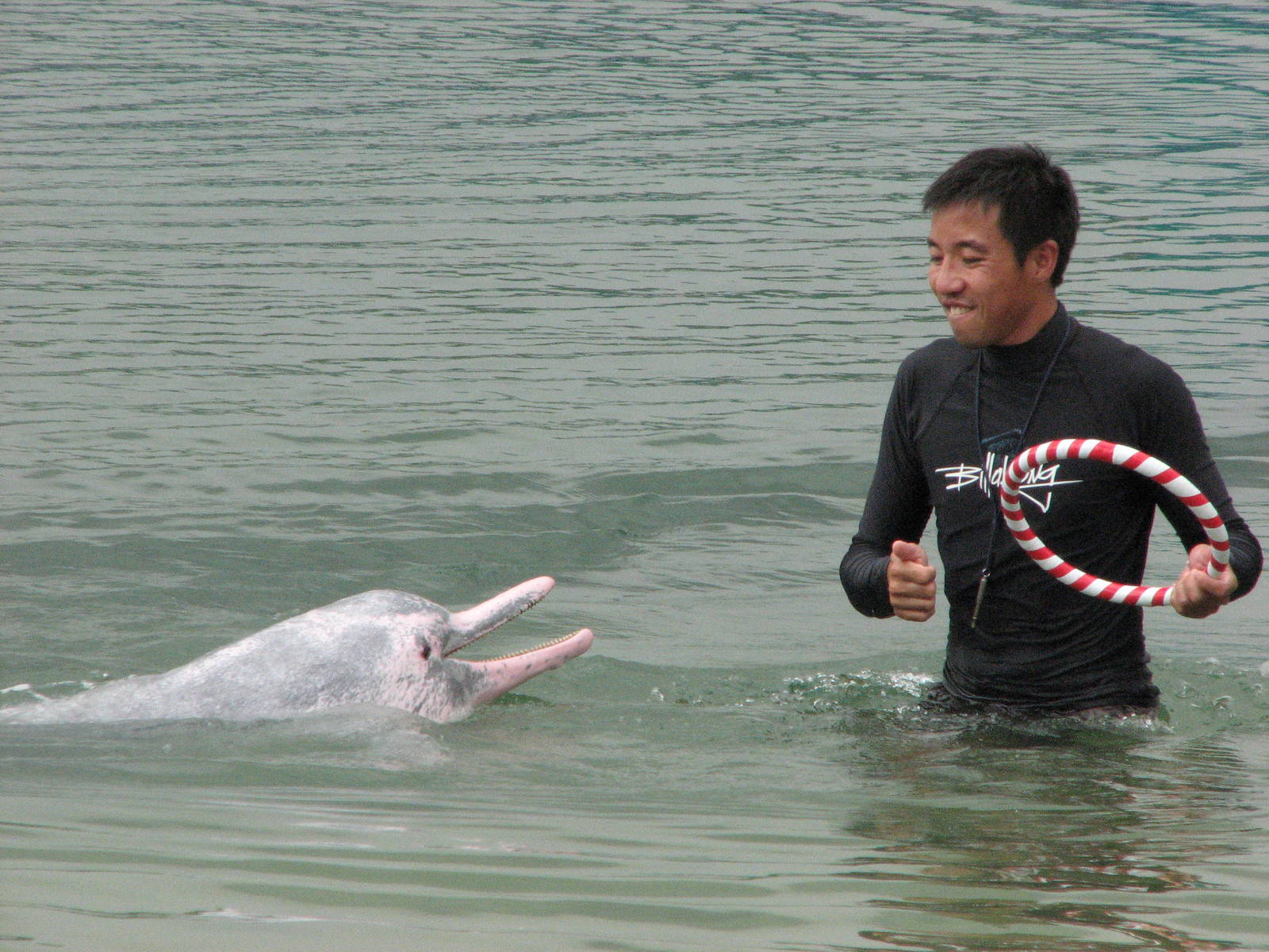 Dolphin Lagoon 2008 - Indo-Chinese Humpback Dolphin brings his trainer a ri