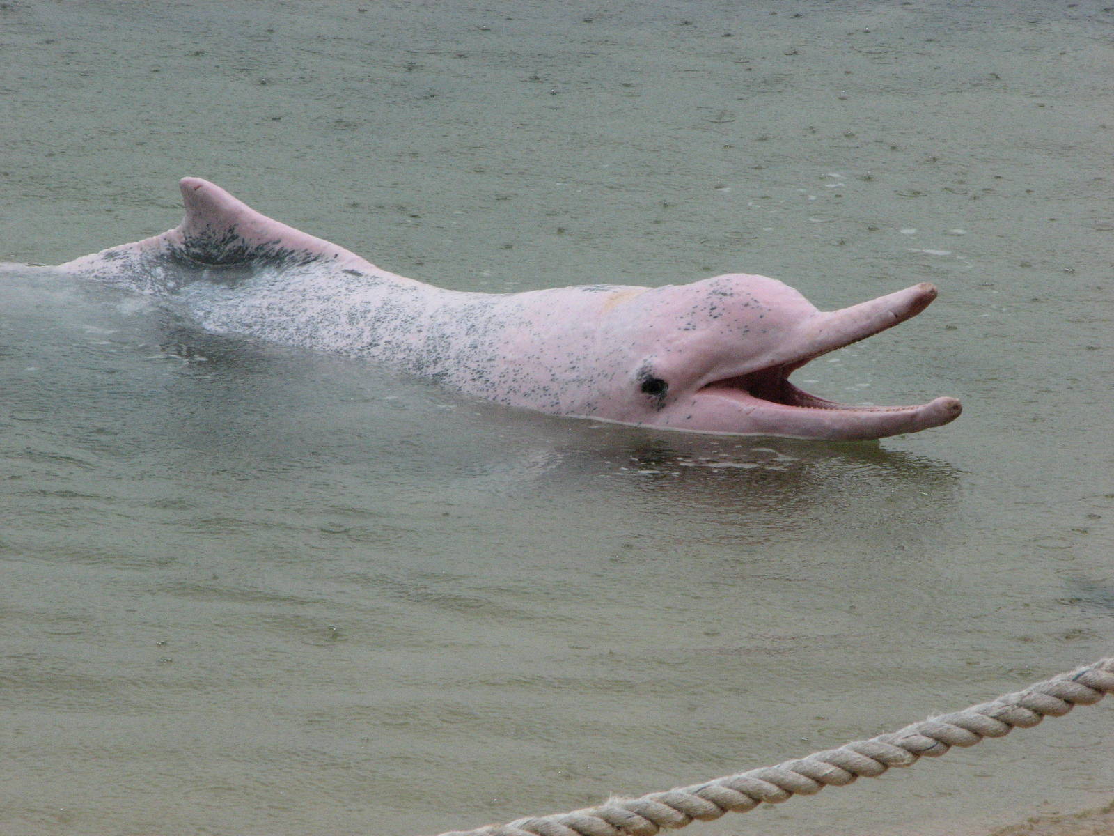 Dolphin Lagoon 2008 - Indo-Chinese Humpback Dolphin on the surface