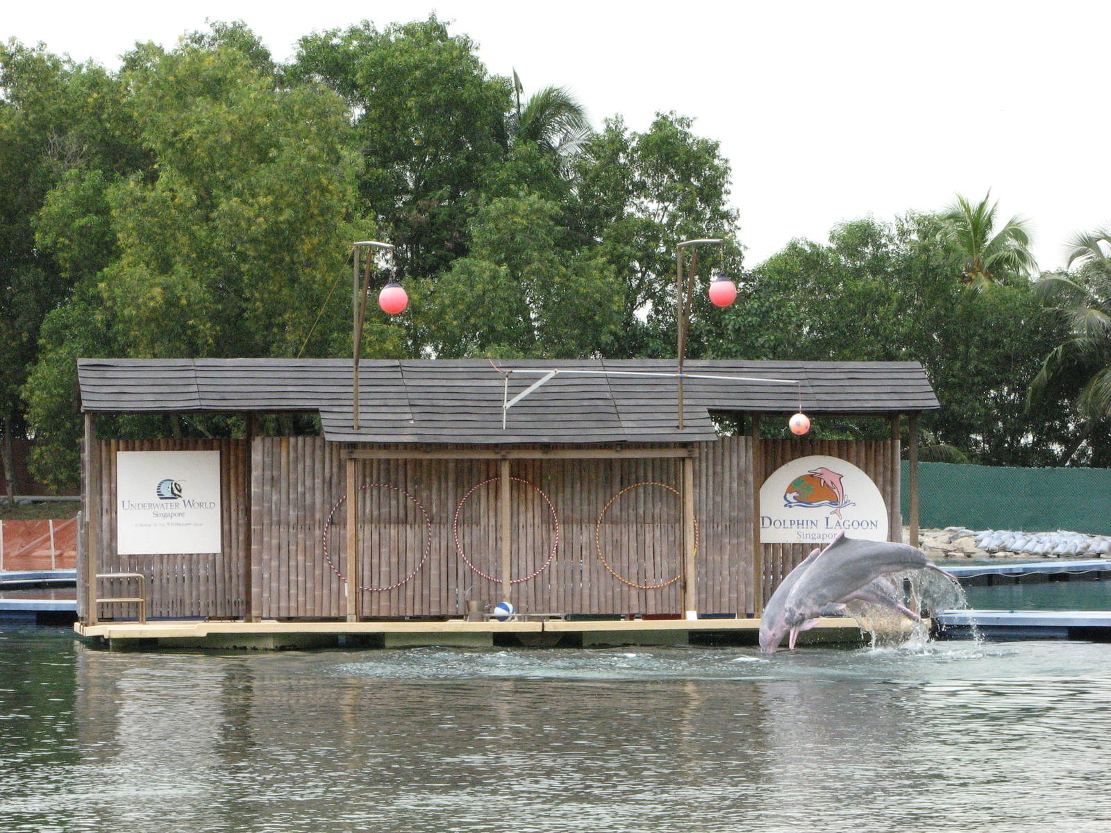 Dolphin Lagoon 2008 - Indo-Chinese Humpback Dolphins jumping in front of th