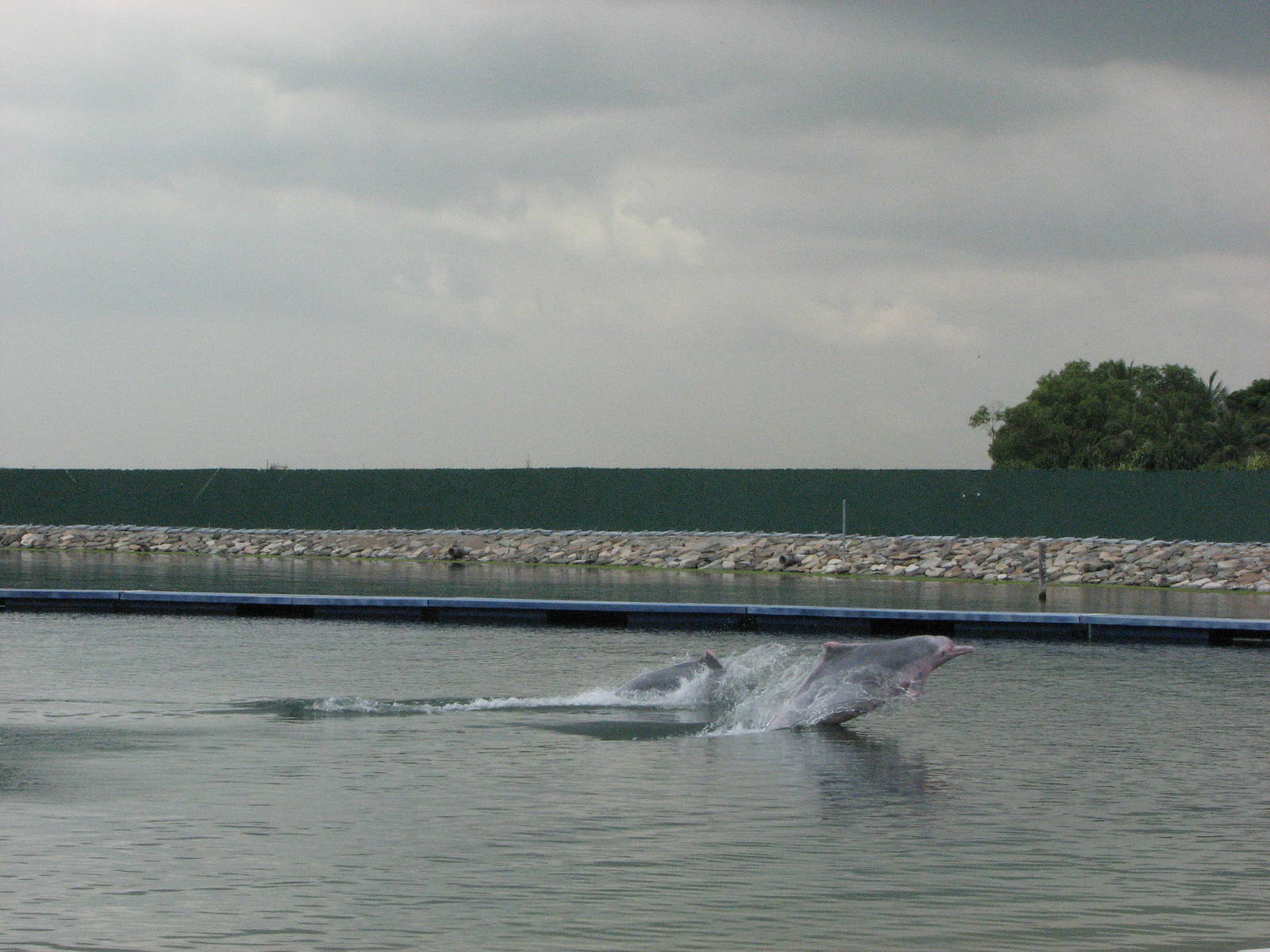 Dolphin Lagoon 2008 - Indo-Chinese Humpback Dolphins jumping