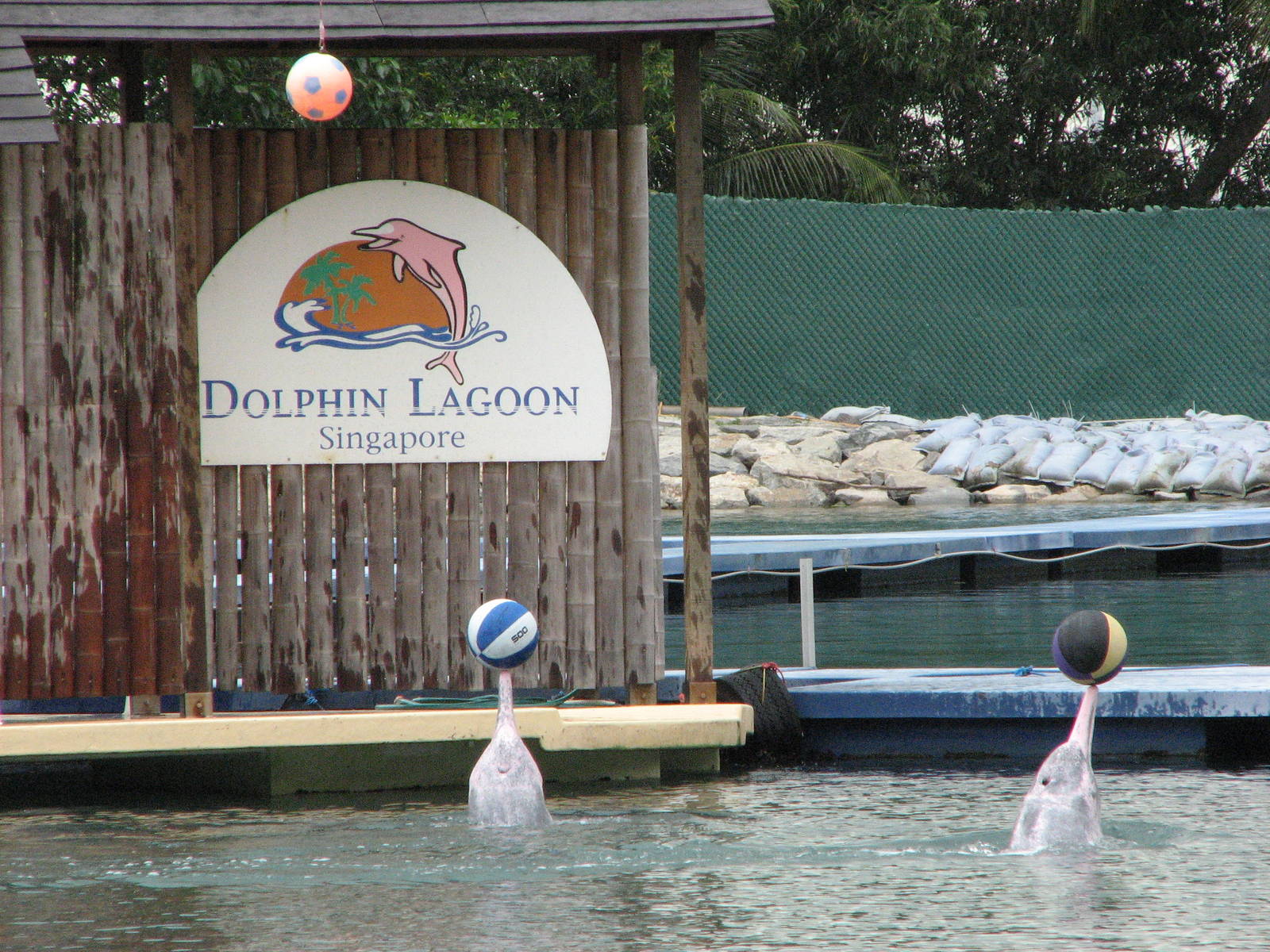 Dolphin Lagoon 2008 - Indo-Chinese Humpback Dolphins with balls