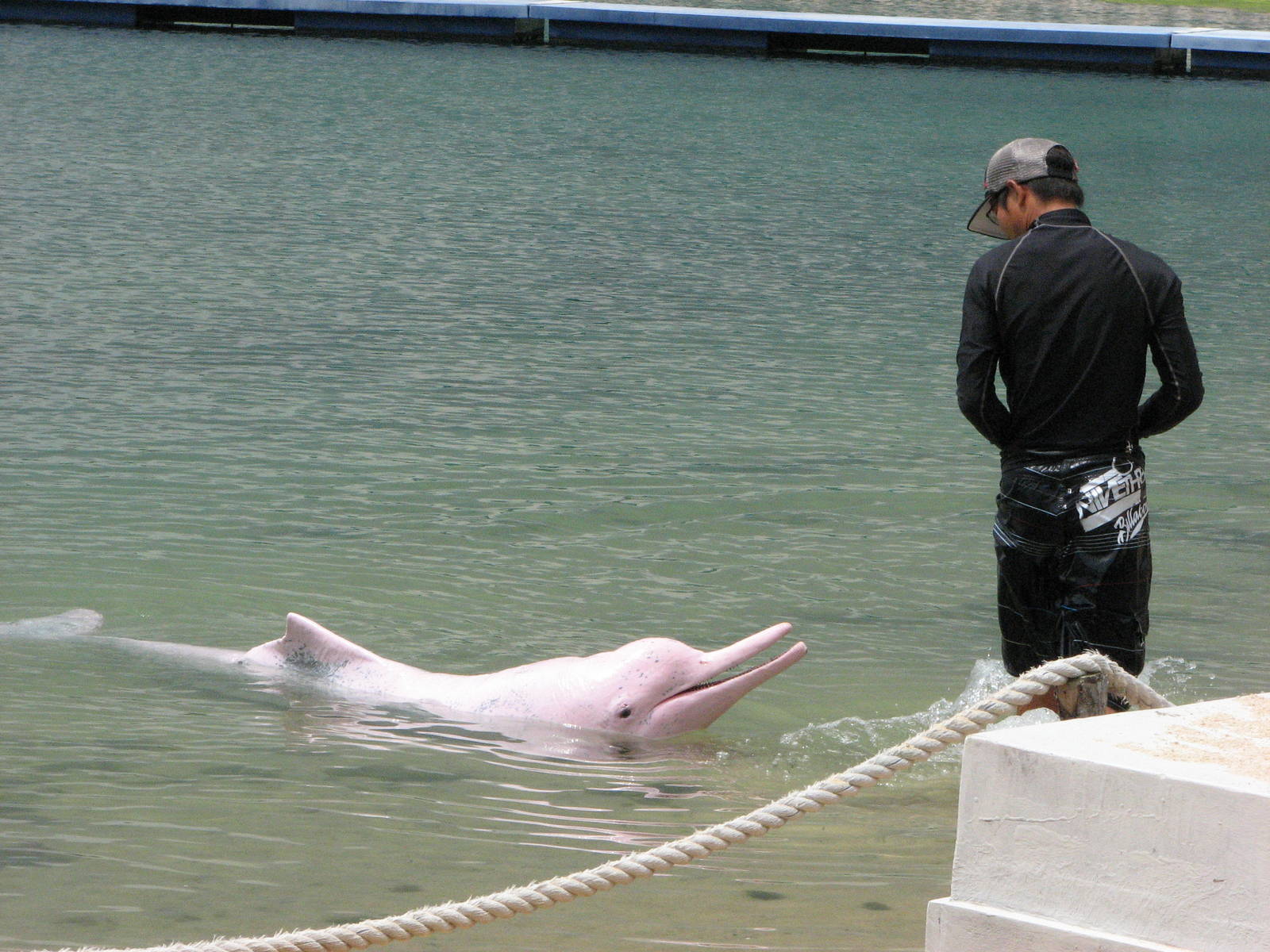 Dolphin Lagoon 2008 - Trainer and Indo-Chinese Humpback Dolphin
