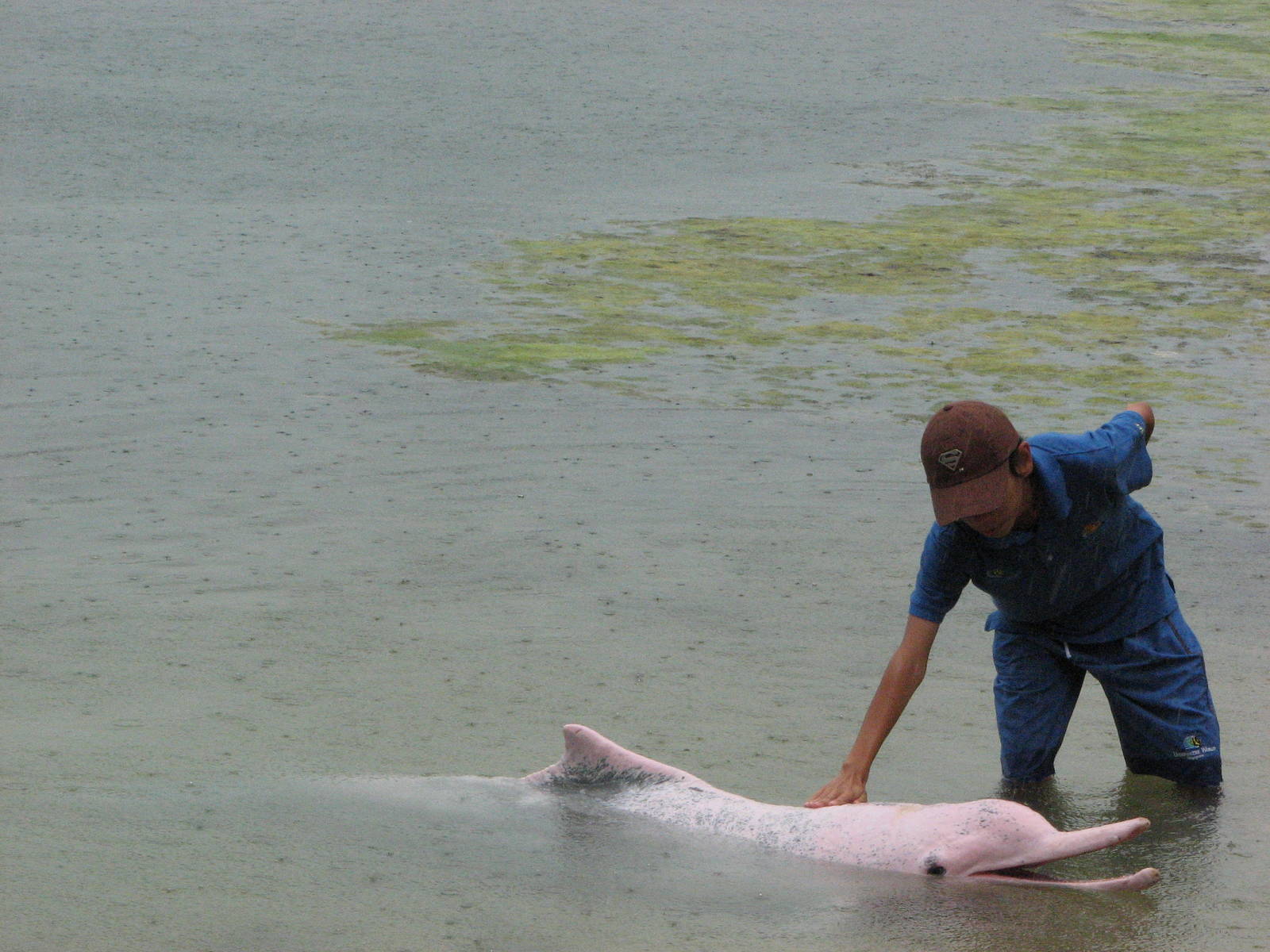 Dolphin Lagoon 2008 - Trainer scratches one of his dolphins