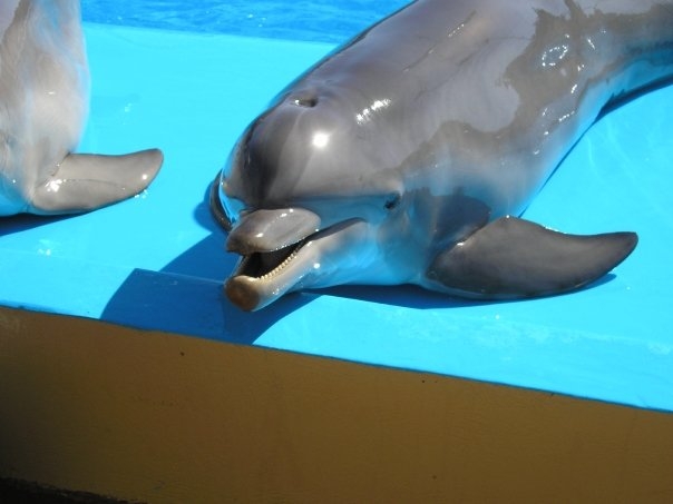 Dolphin, Marineland Mallorca, April 2007