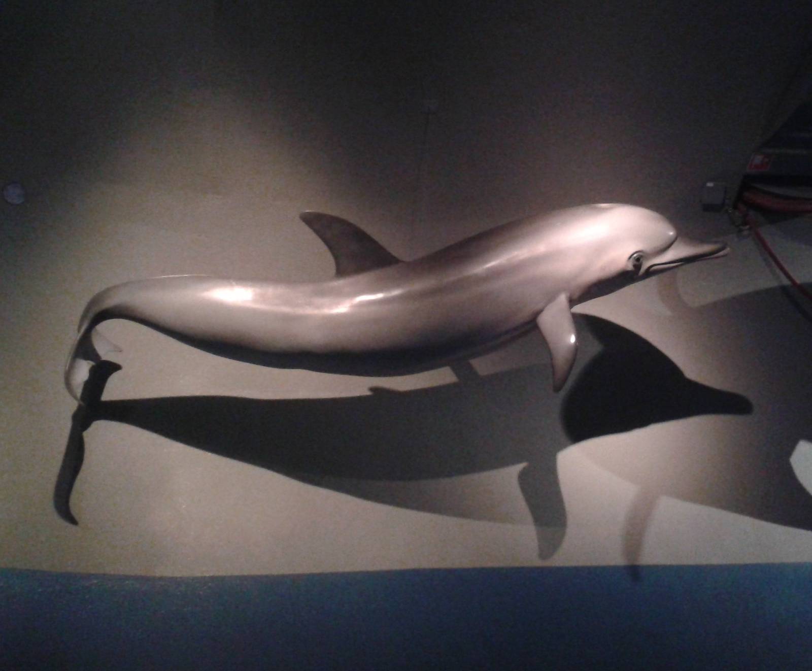 Dolphin model