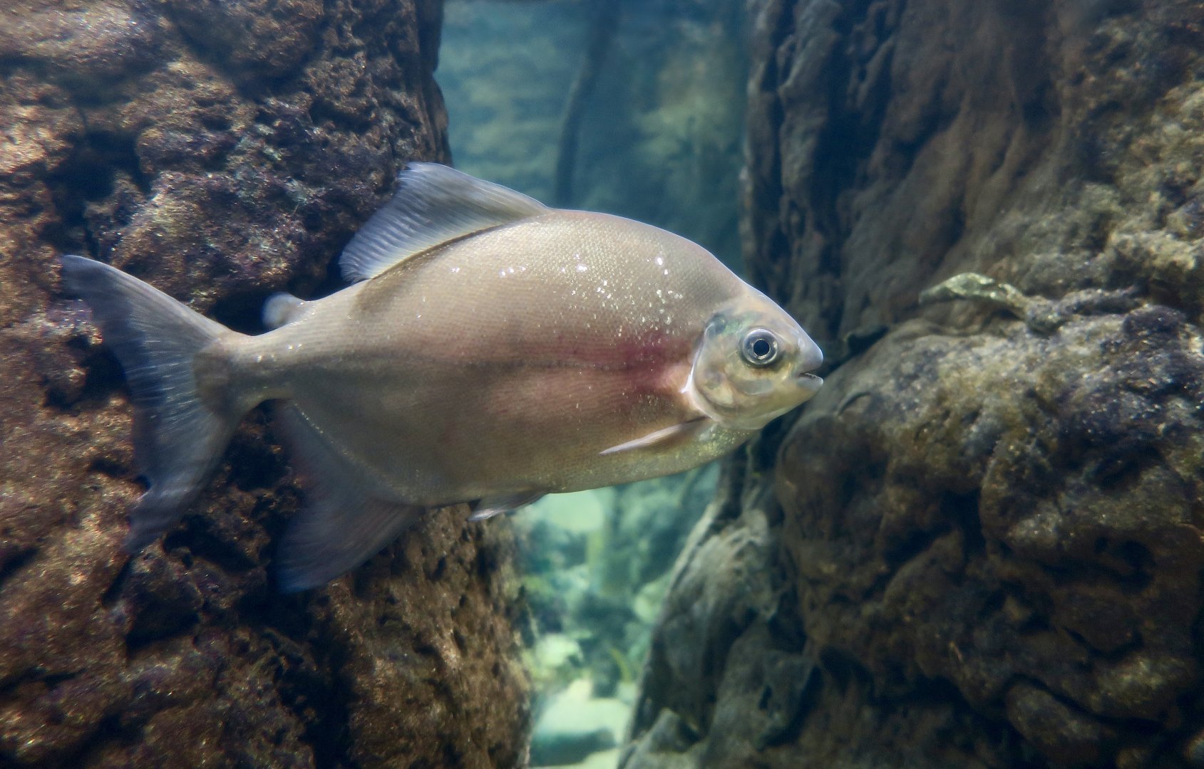 Dolphin Pacu (Mylesinus paucisquamatus)