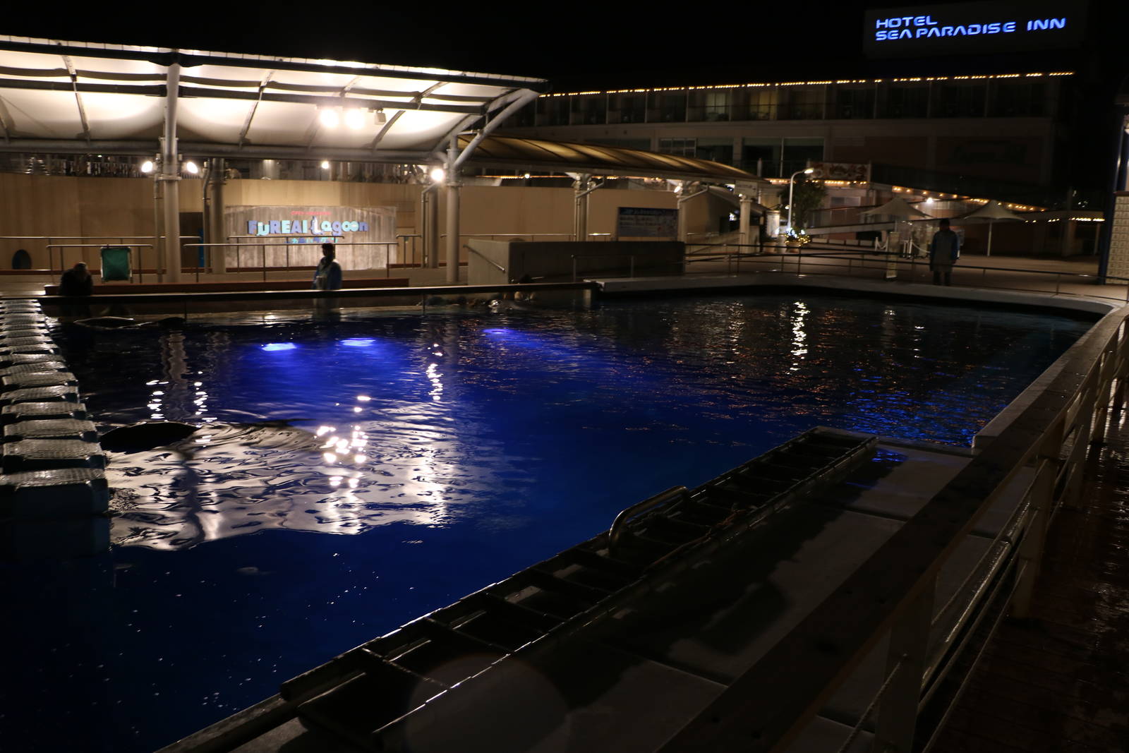 Dolphin & pilot whale pool, February 2016