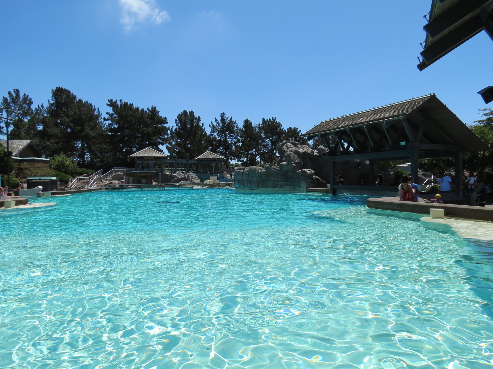 Dolphin Point - Bottlenose Dolphin Exhibit 1