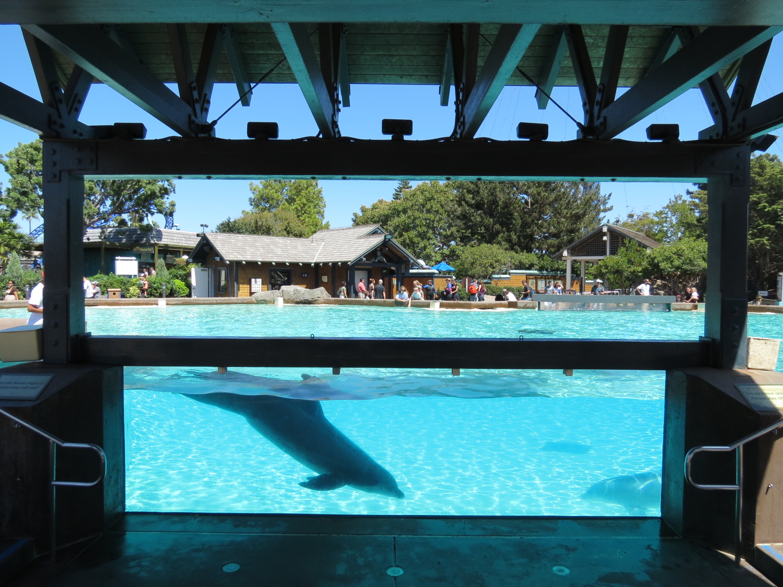 Dolphin Point - Bottlenose Dolphin Exhibit 1