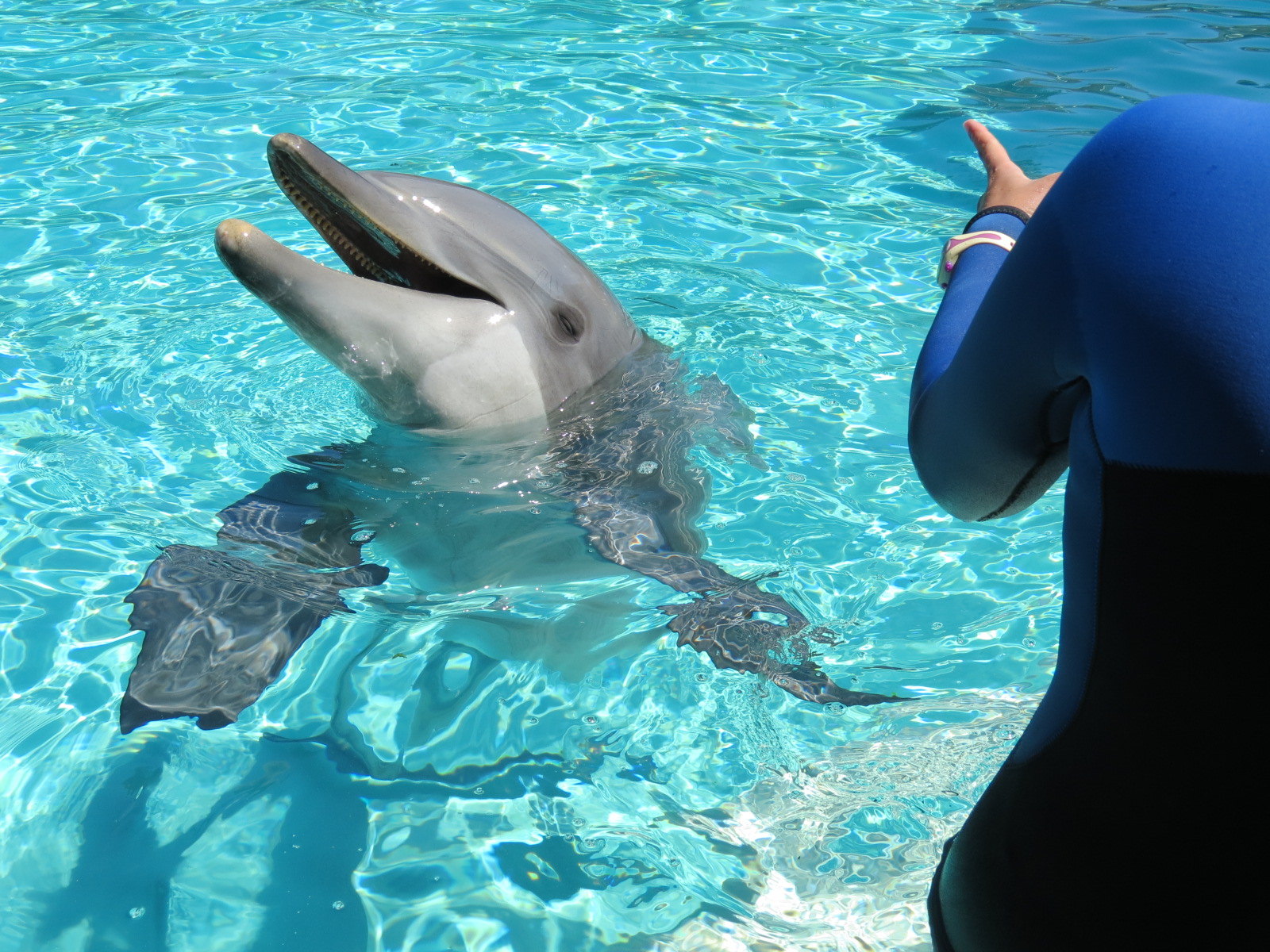 Dolphin Point - Bottlenose Dolphin Exhibit 1