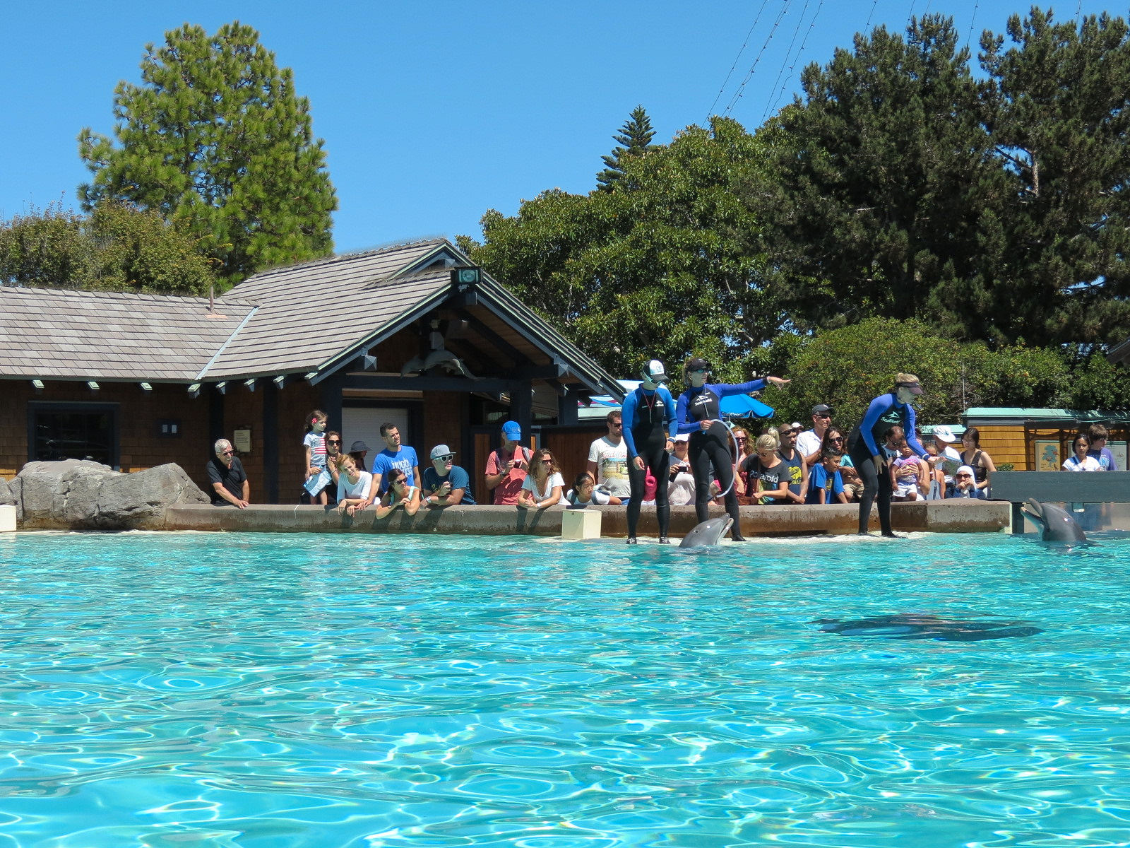 Dolphin Point - Bottlenose Dolphin Exhibit 1