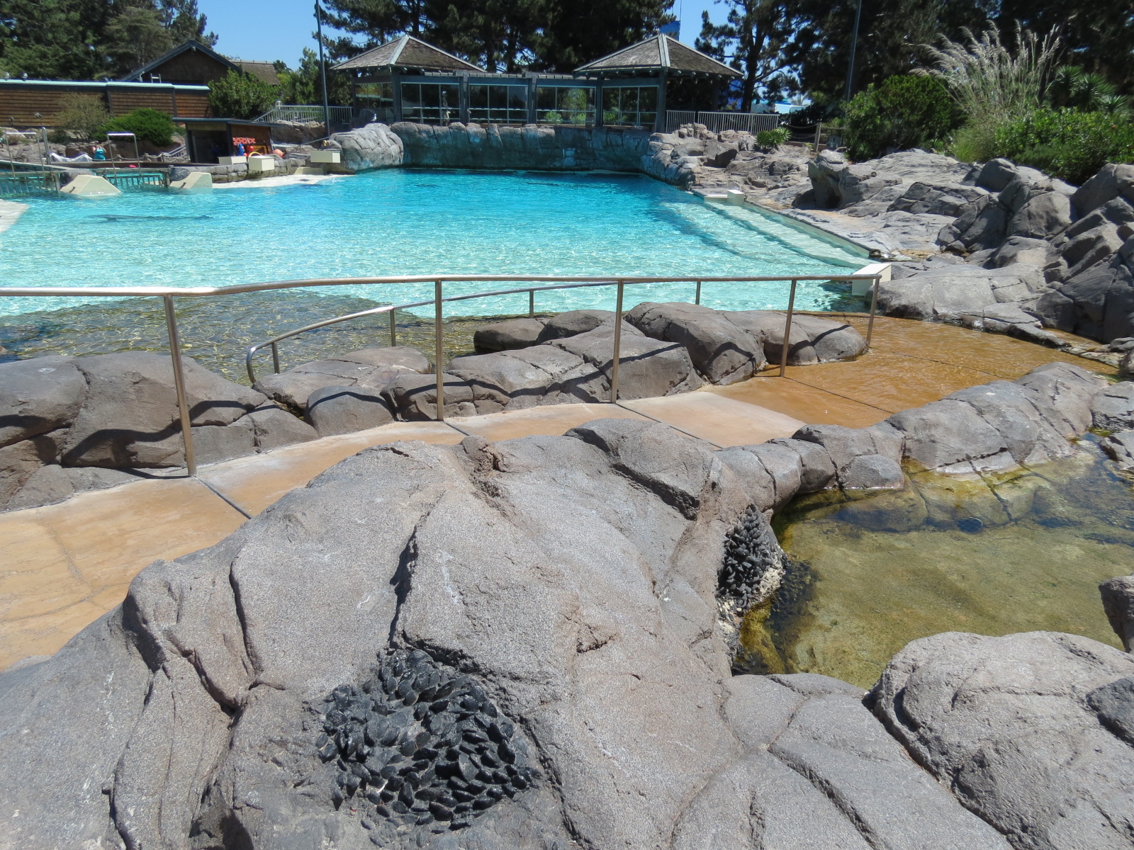 Dolphin Point - Bottlenose Exhibit 2