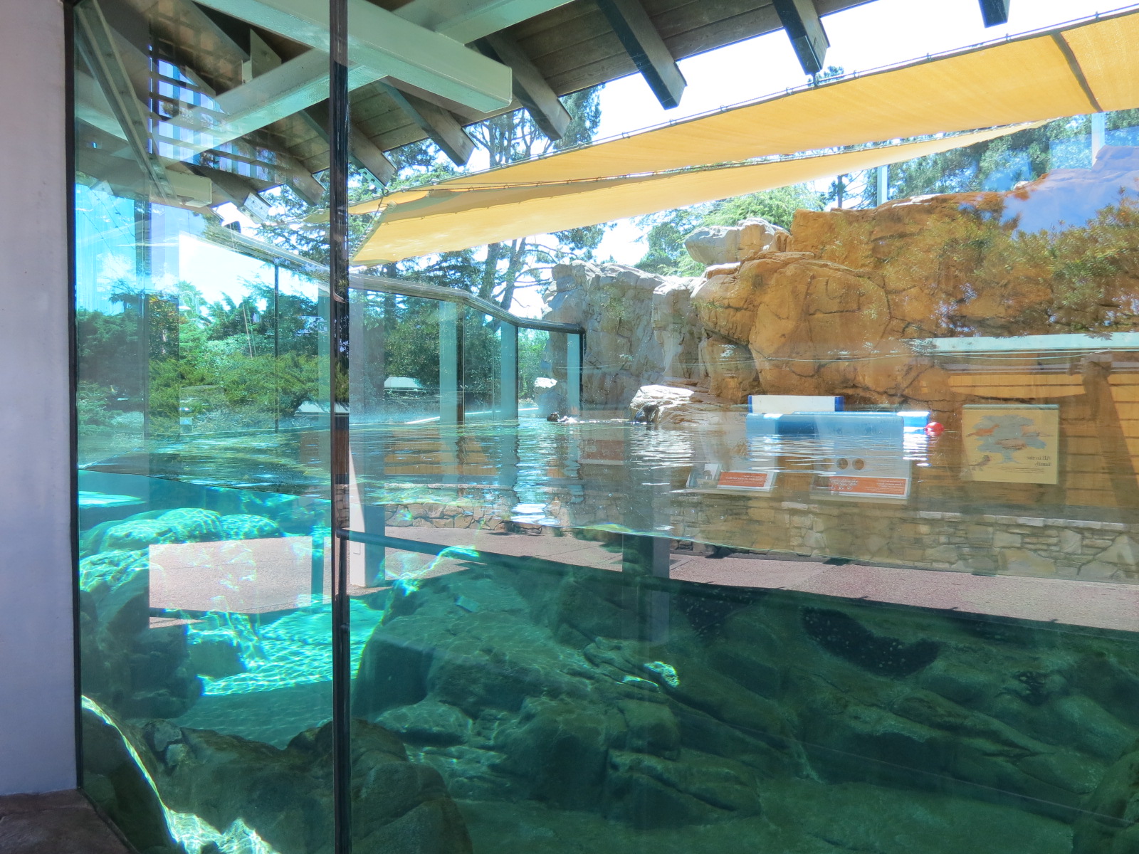 Dolphin Point - Sea Otter Exhibit