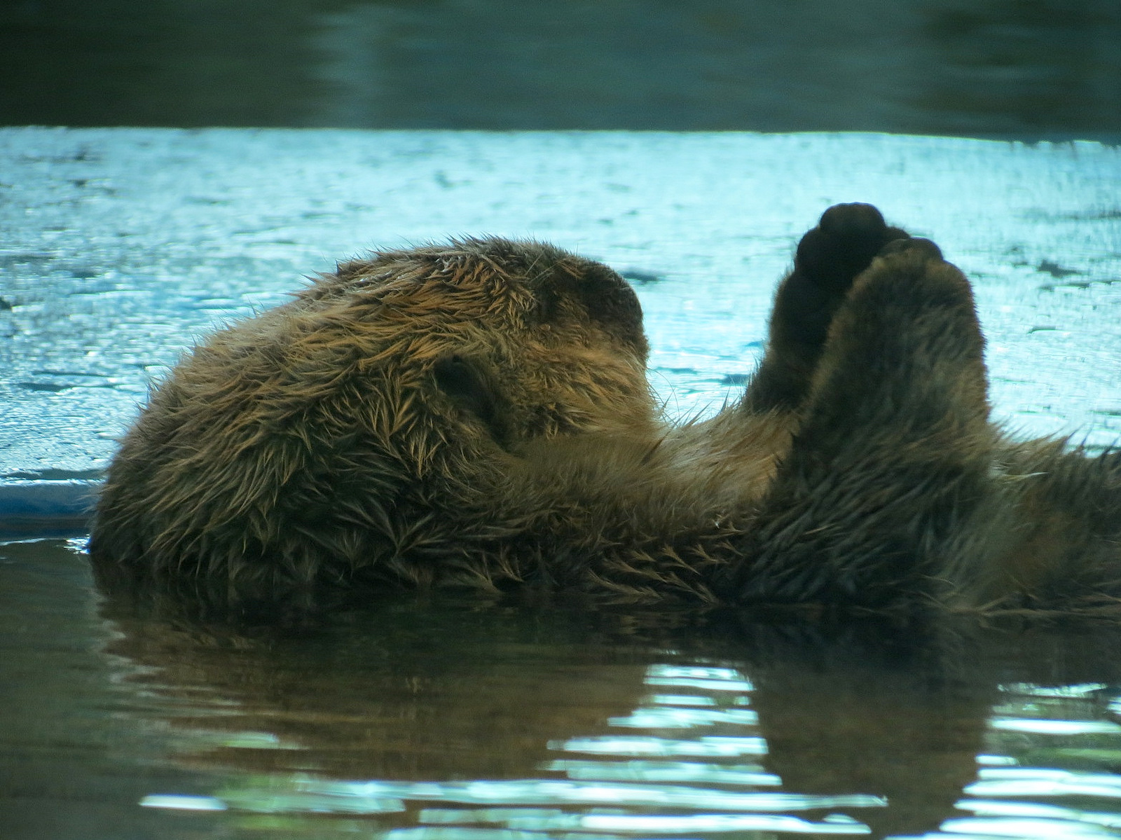Dolphin Point - Sea Otter Exhibit