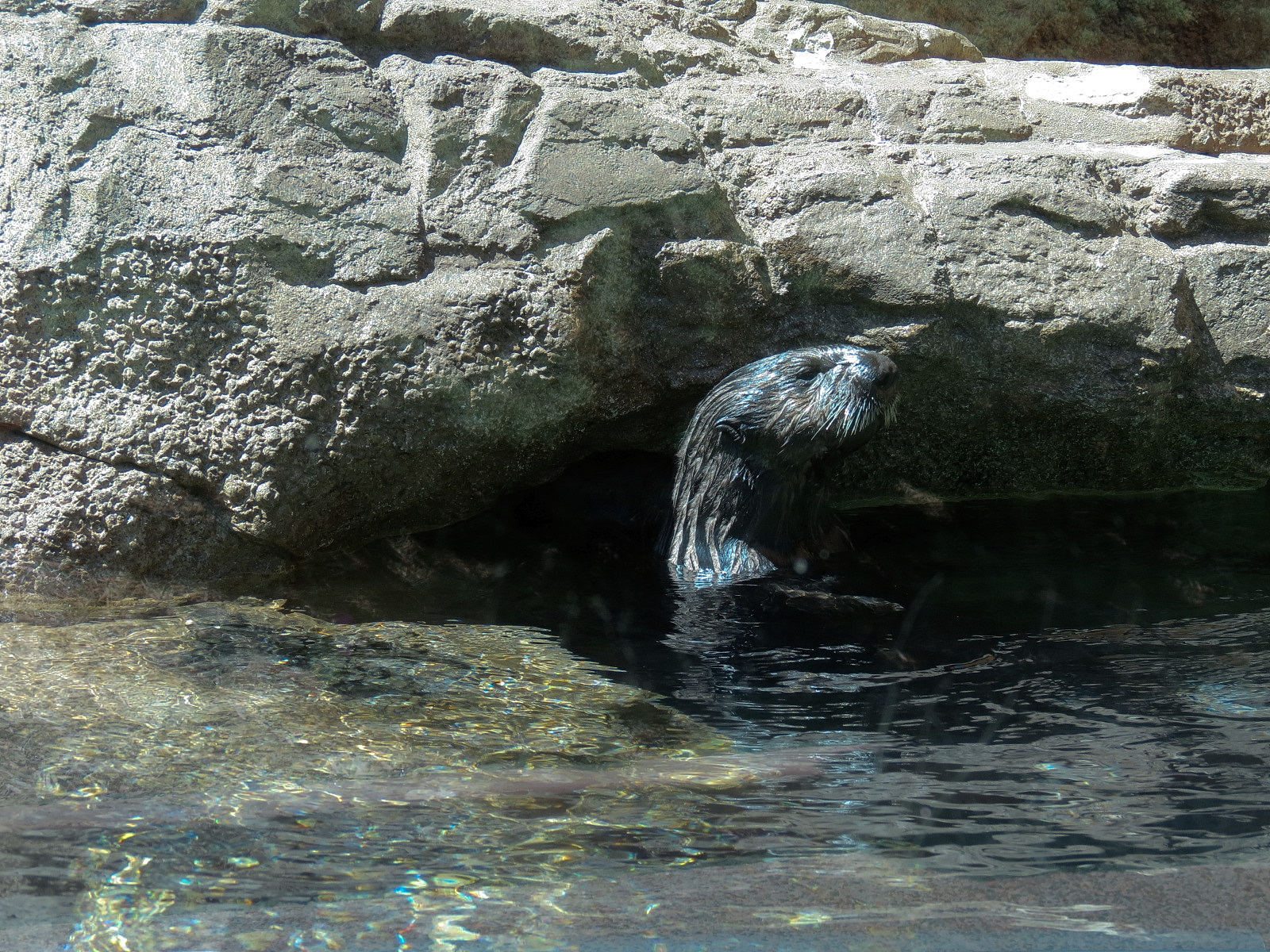 Dolphin Point - Sea Otter Exhibit
