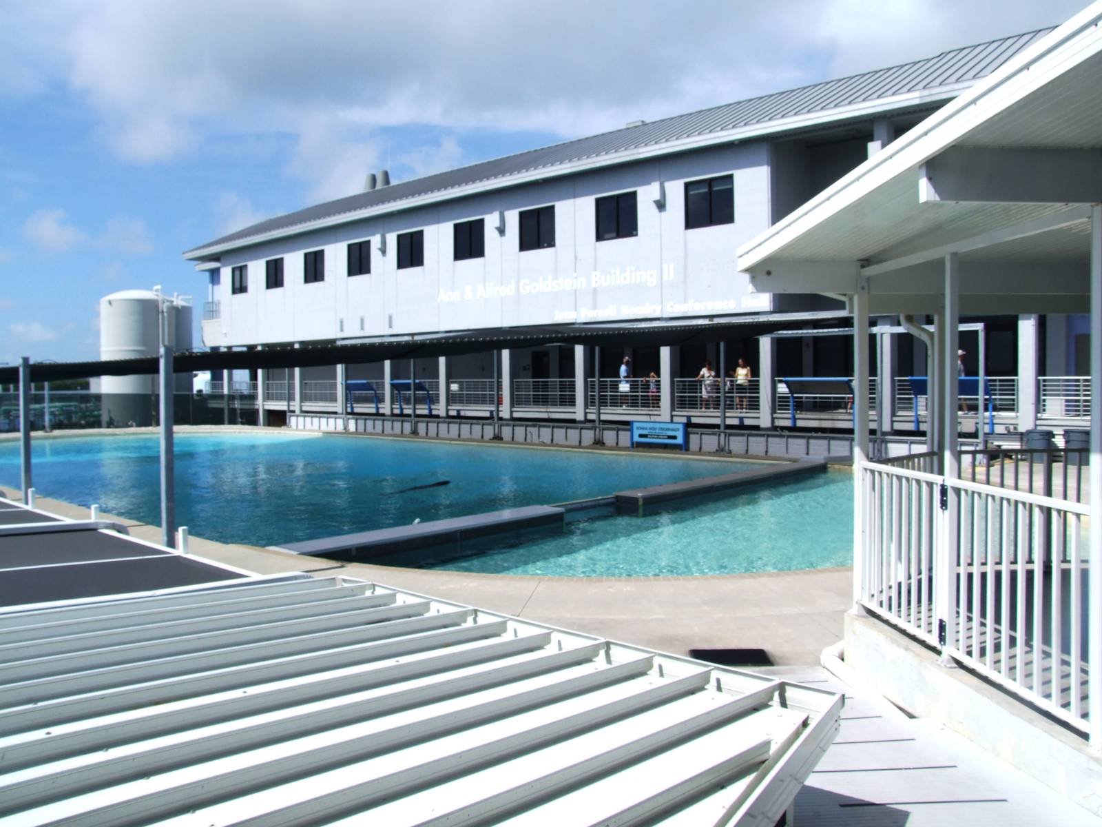 Dolphin Pool at Mote, 07/10/13