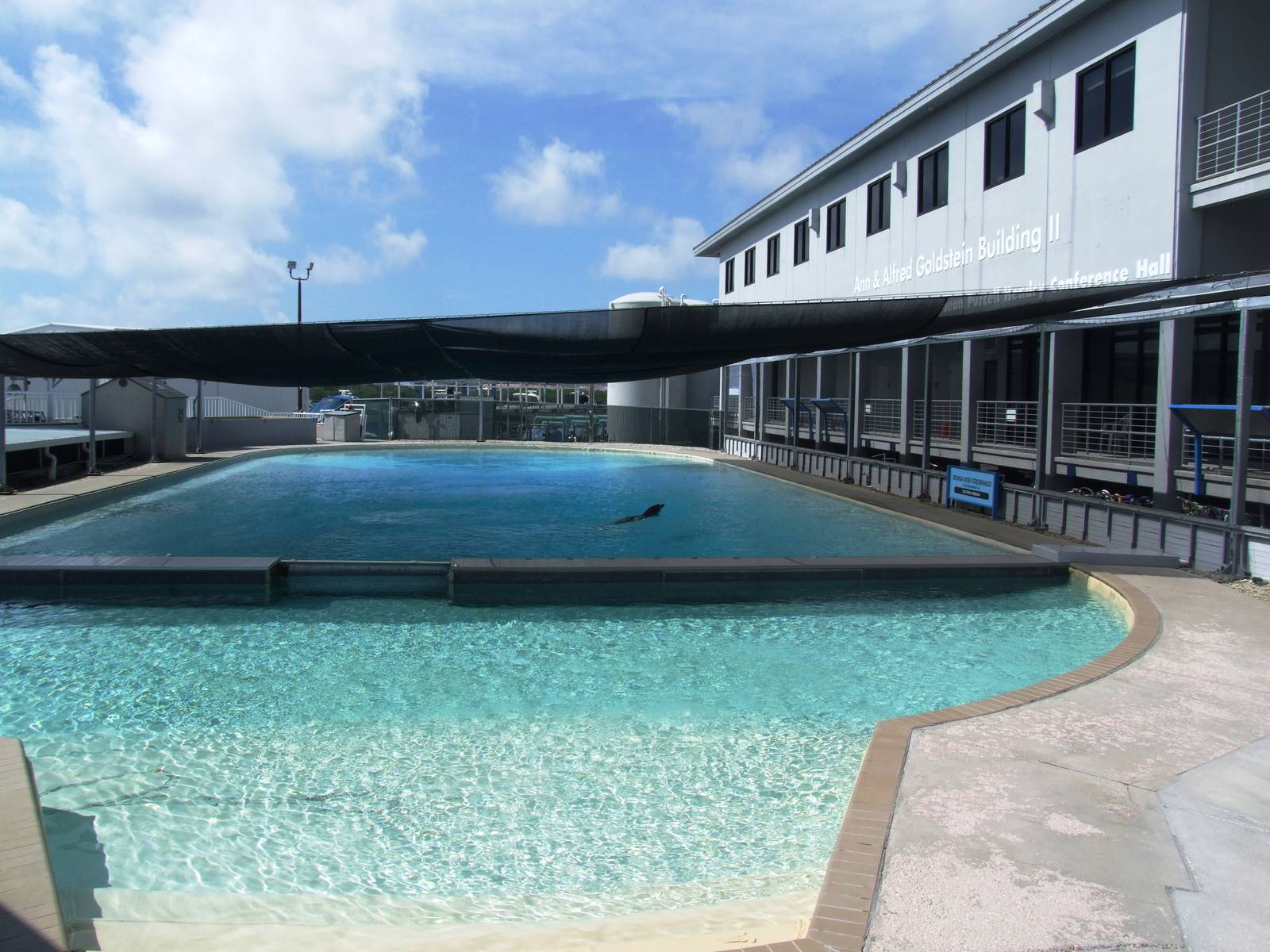 Dolphin Pool at Mote, 07/10/13