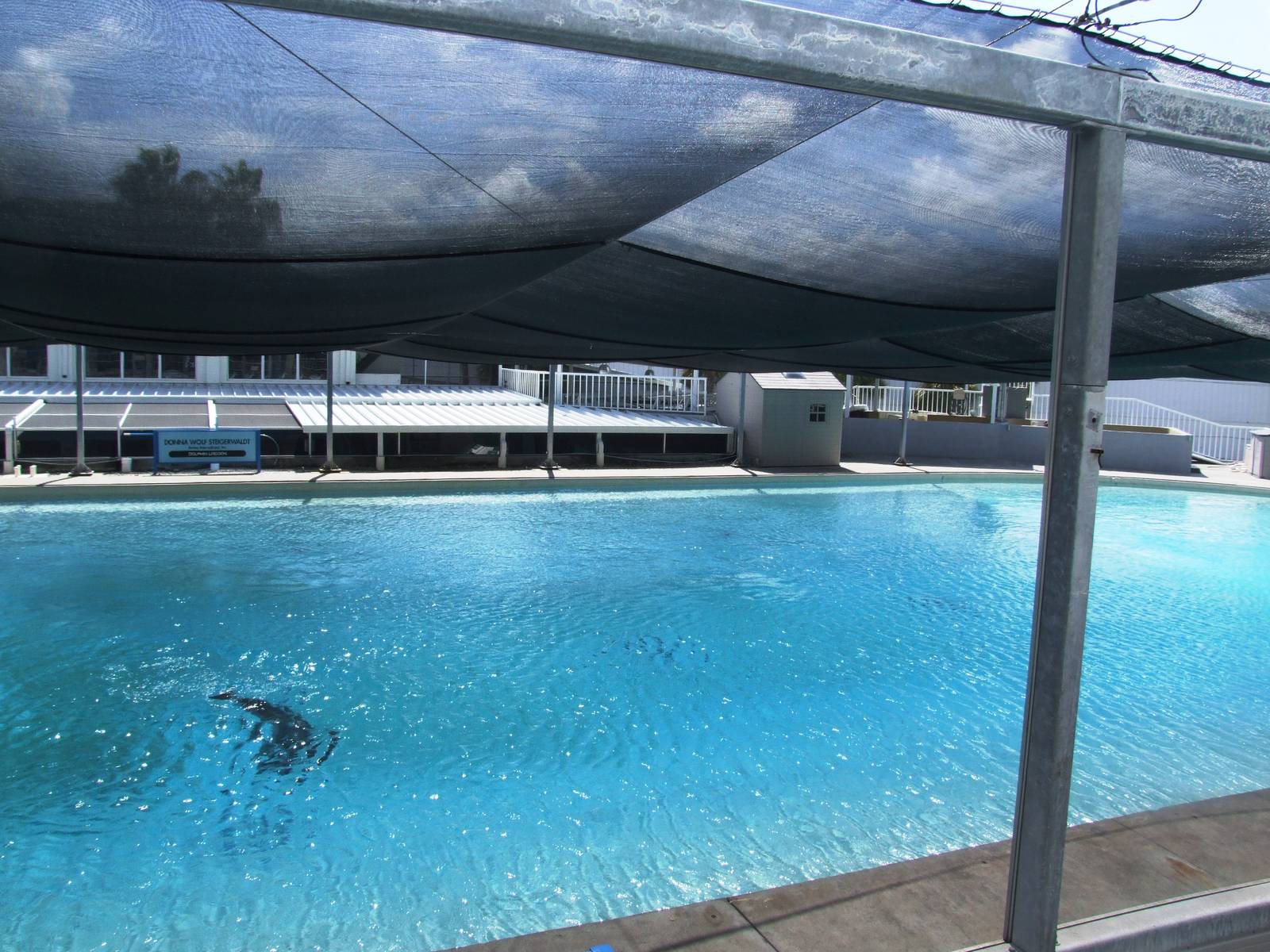 Dolphin Pool at Mote, 07/10/13