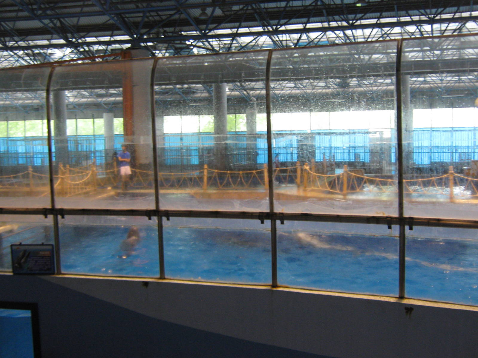 dolphin pools