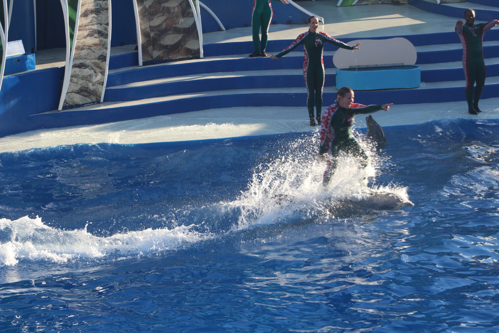 Dolphin Presentation - Surfing
