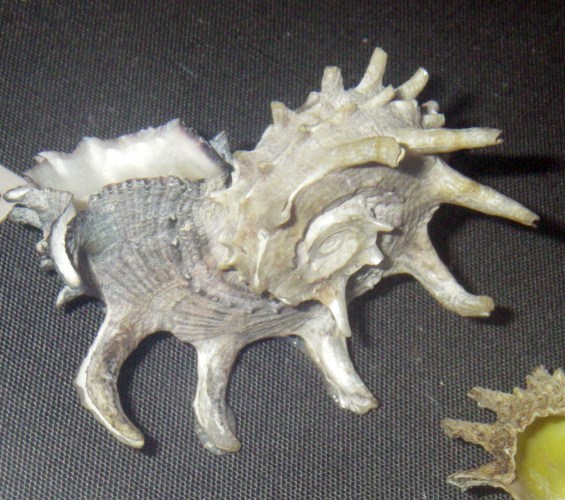 Dolphin Shell (Angaria delphinus)