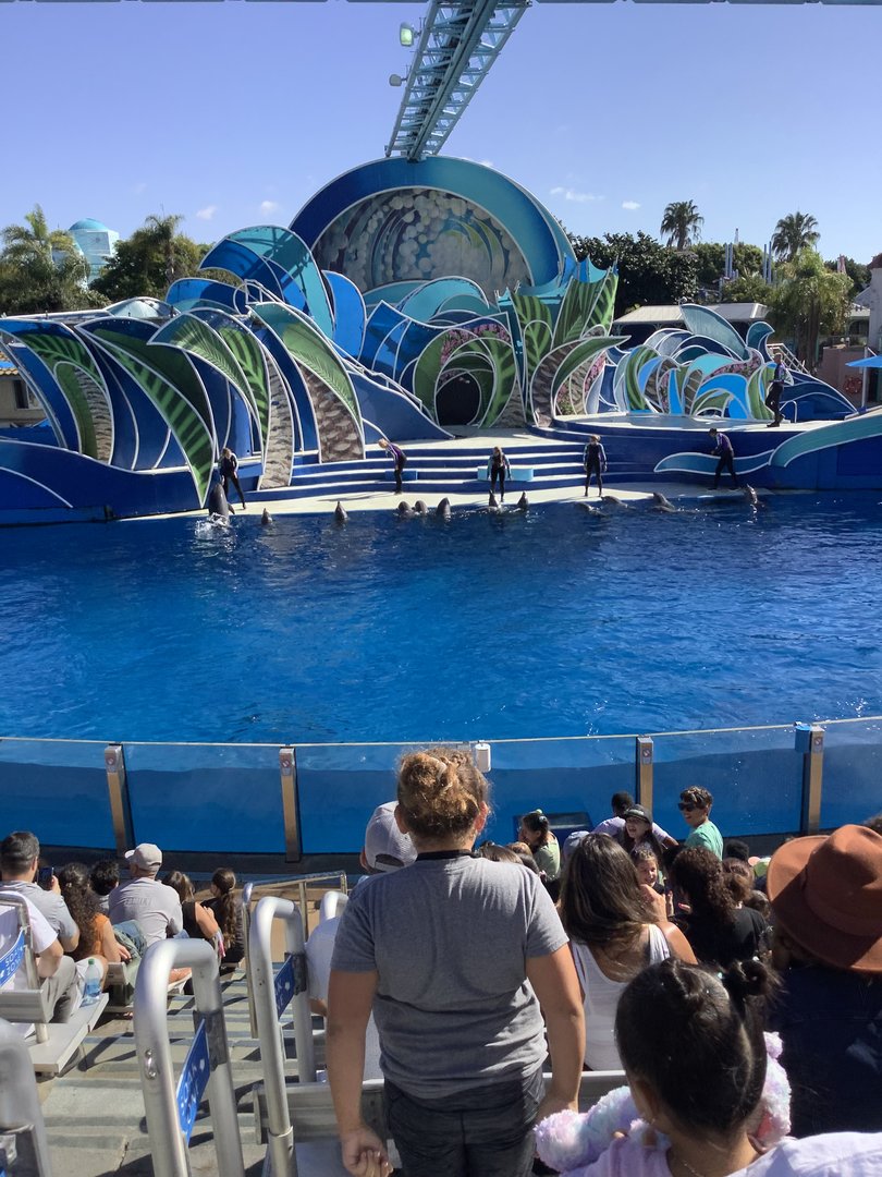 Dolphin Show 10/9/21